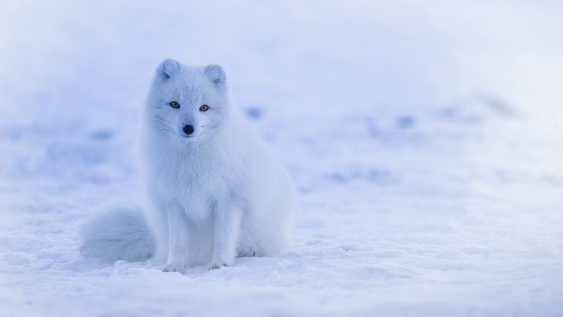 cute arctic fox wallpaper