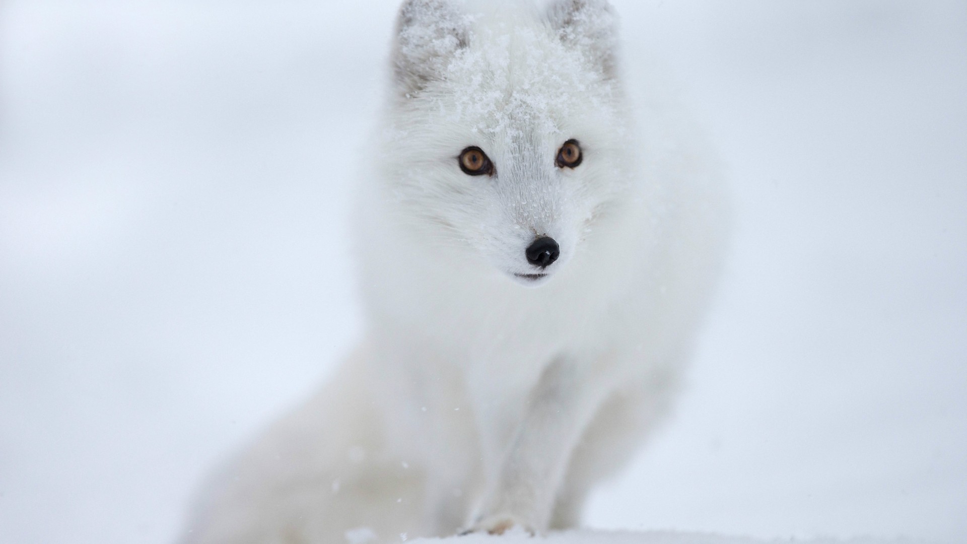 zelda arctic fox wallpaper