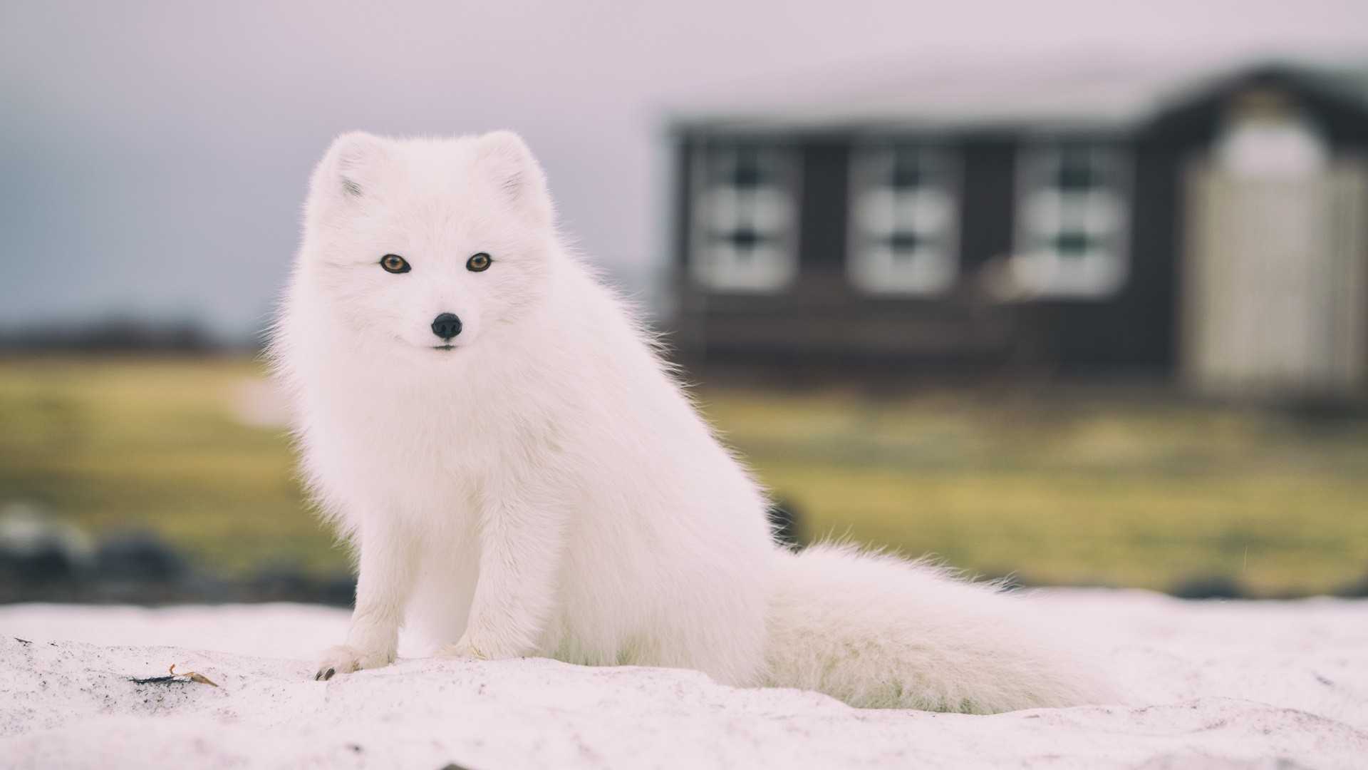 low poly arctic fox wallpaper