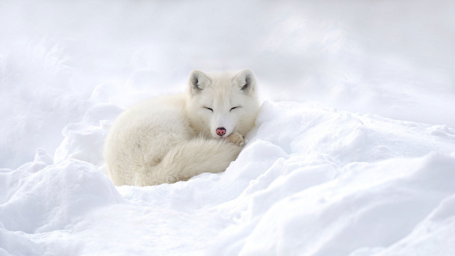 arctic fox wallpaper 1920x1080