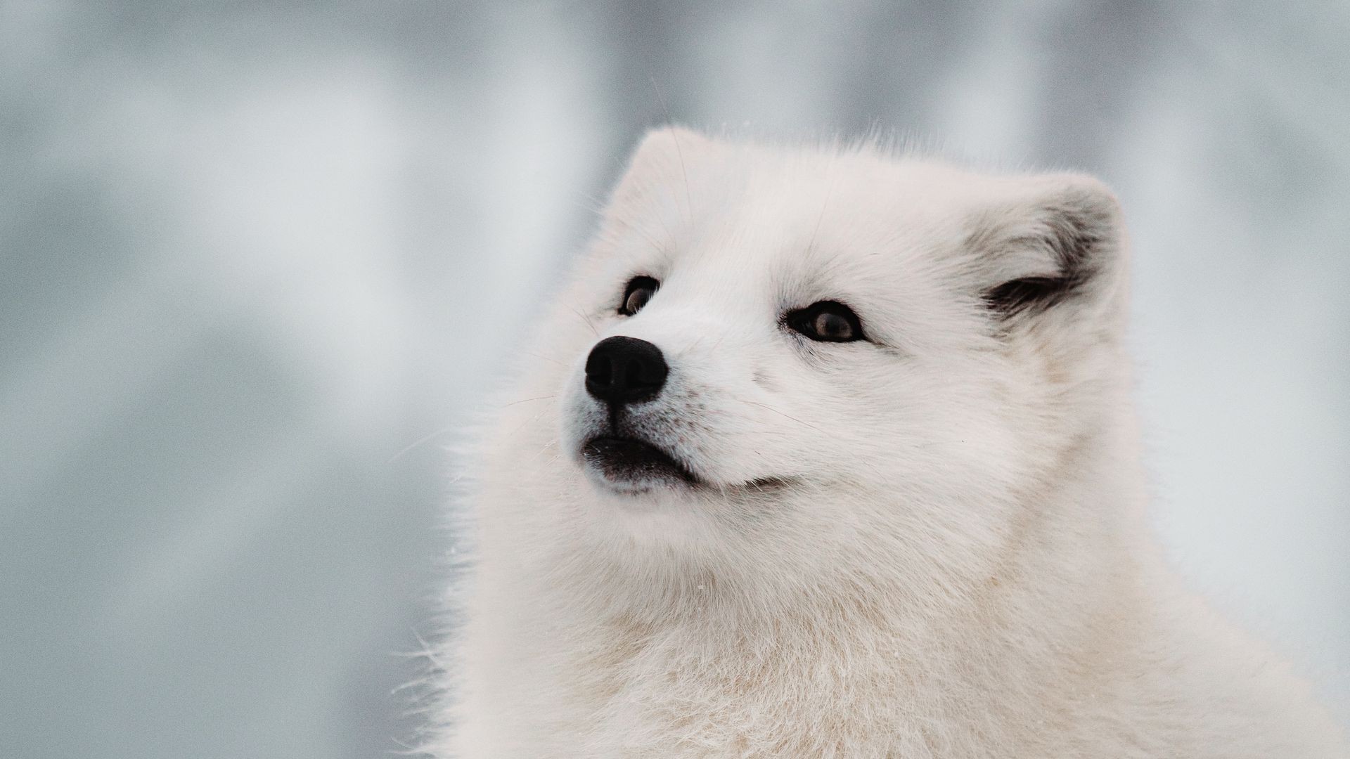arctic fox wallpaper for andriod