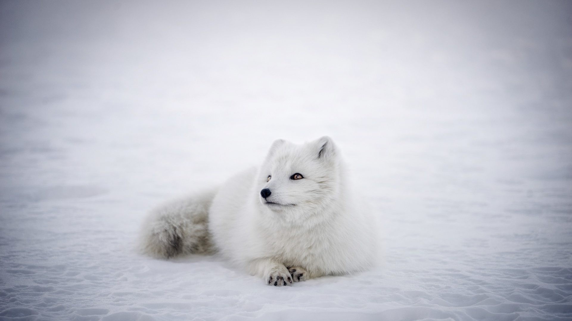 arctic fox wallpaper for macbook