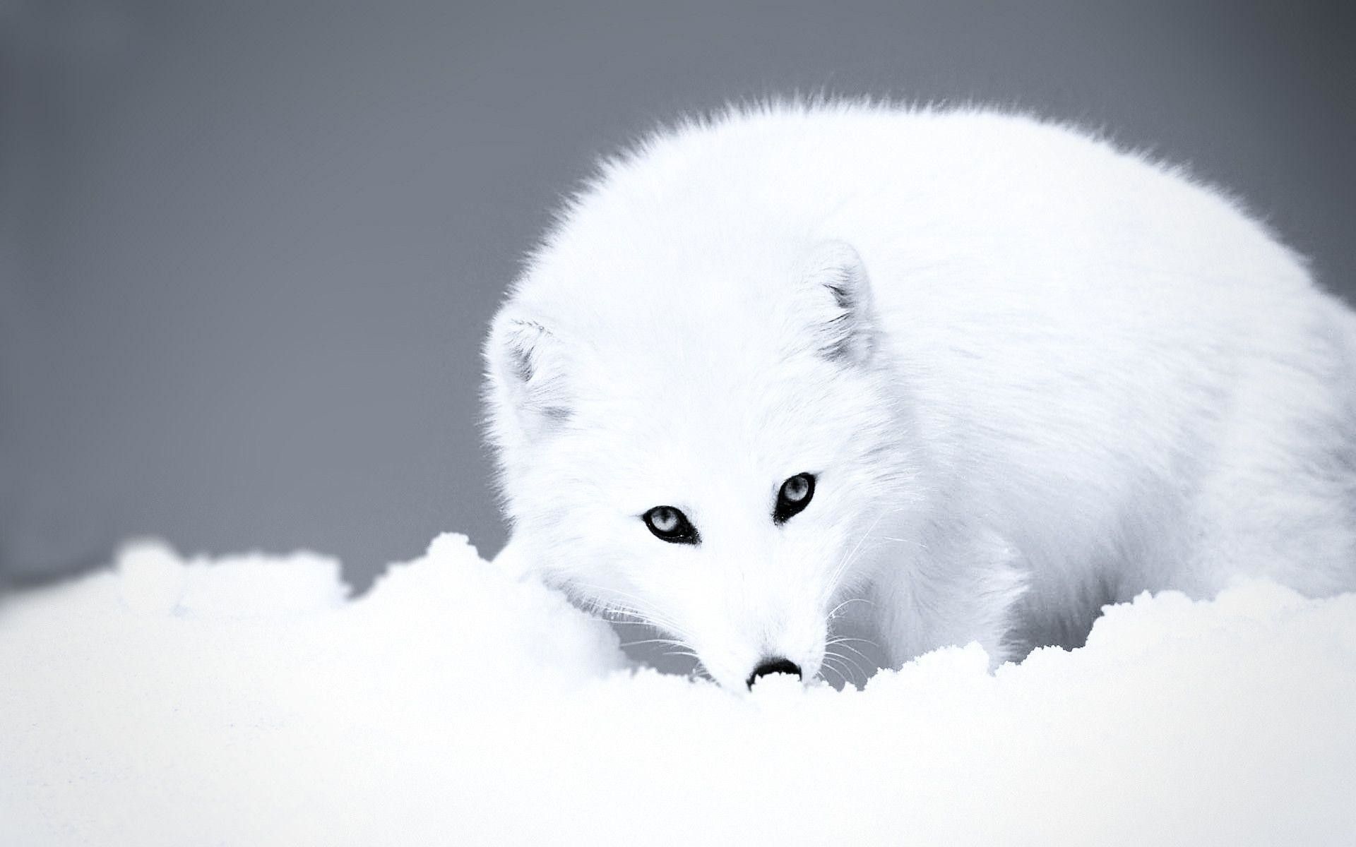 arctic fox wallpaper for desktop