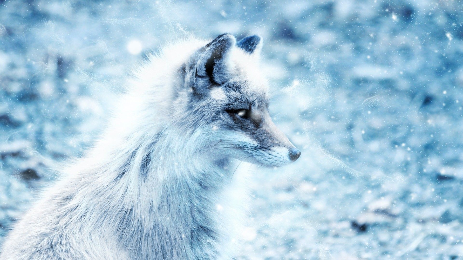 arctic fox wallpaper for mobile