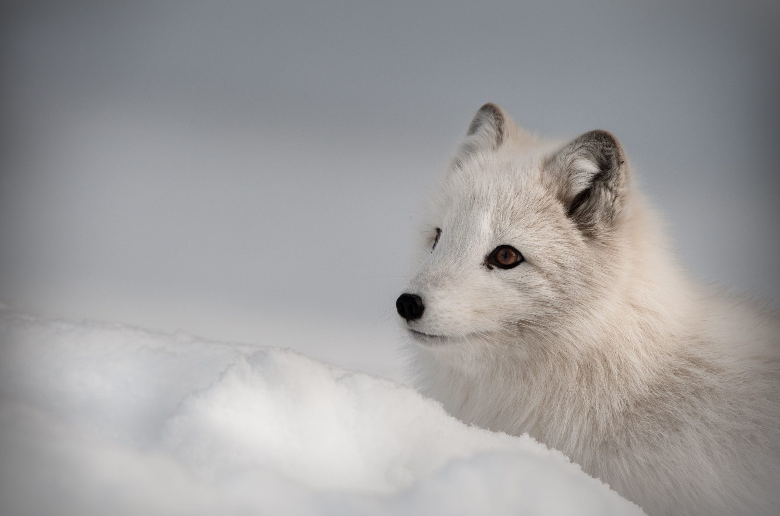 iphone arctic fox wallpaper
