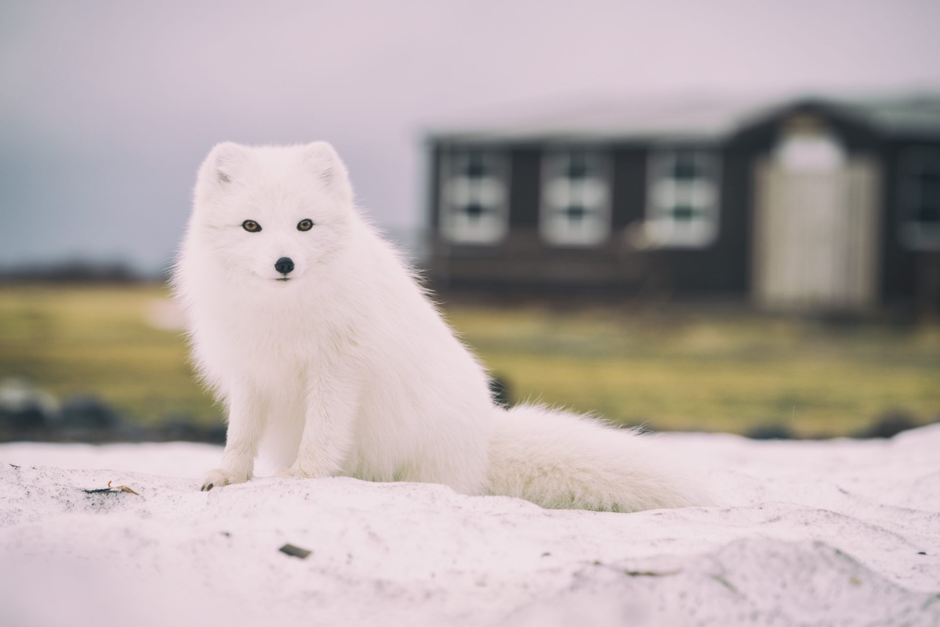 minimalistic arctic fox wallpaper 4k