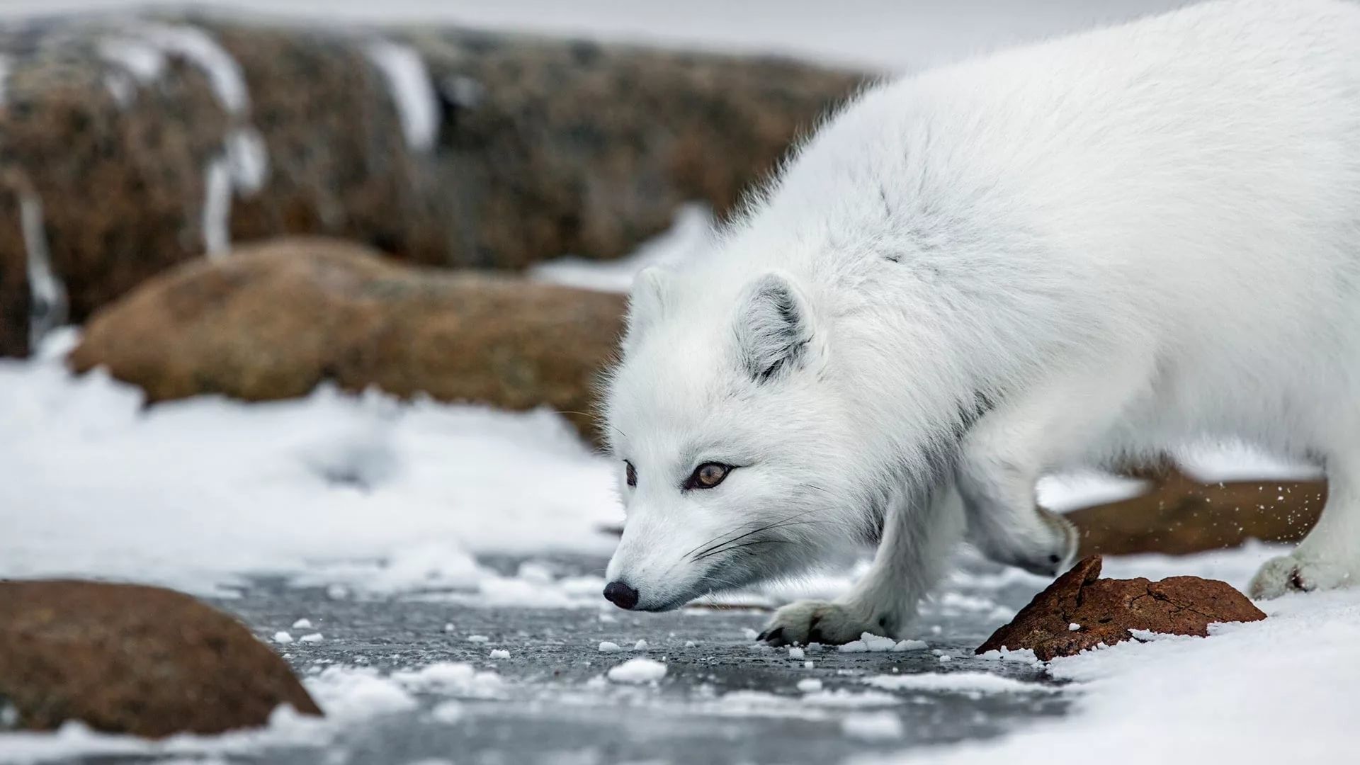animal jam arctic fox wallpaper