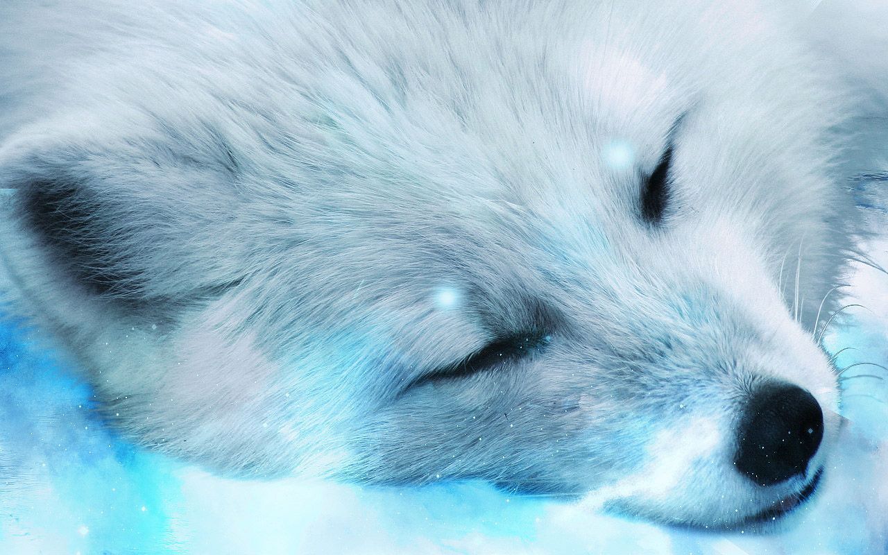 arctic fox wallpaper cute aesthetic