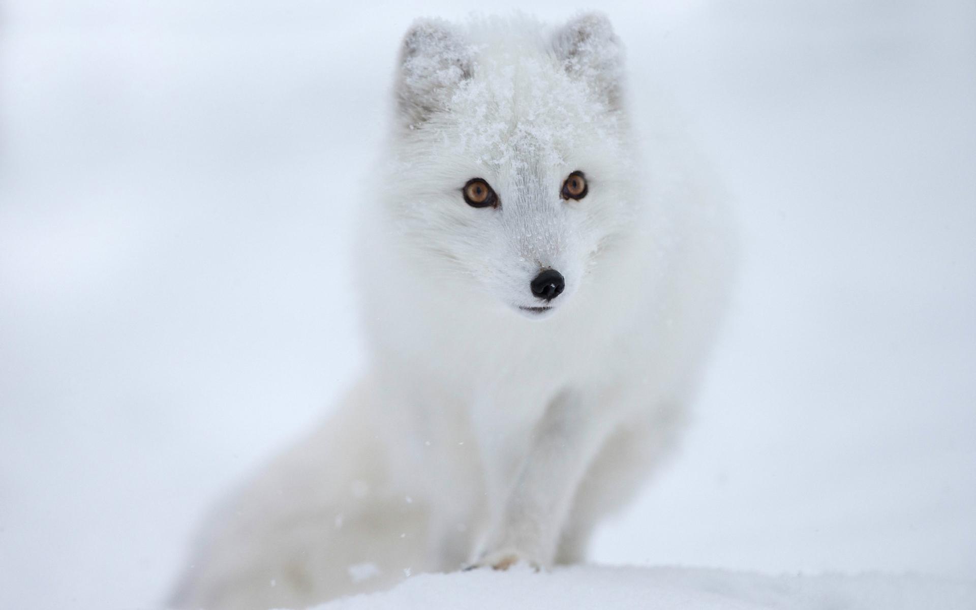 cool arctic fox wallpaper