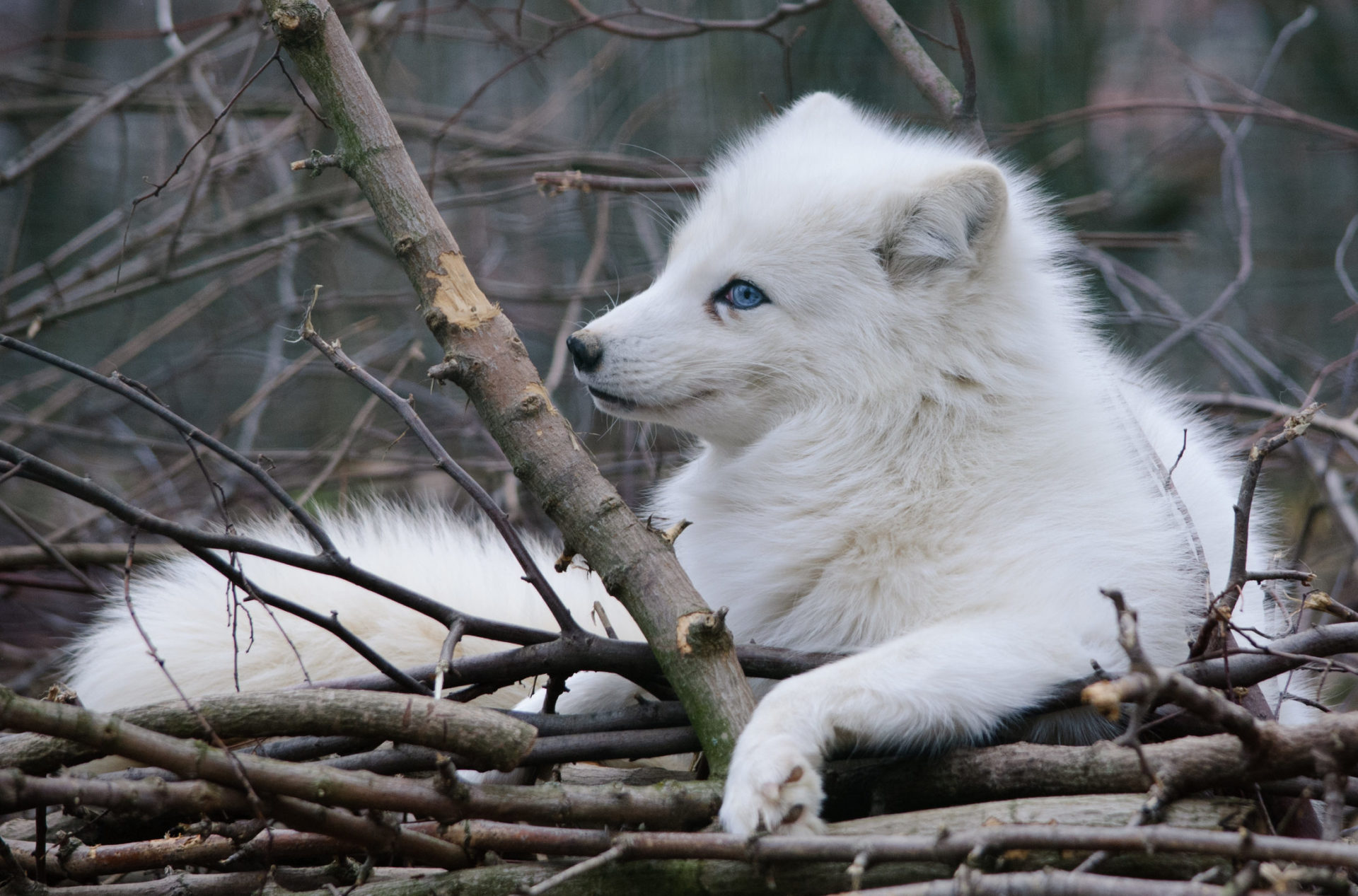 white arctic fox wallpaper