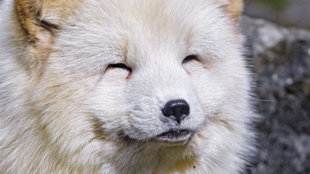 winter arctic fox wallpaper