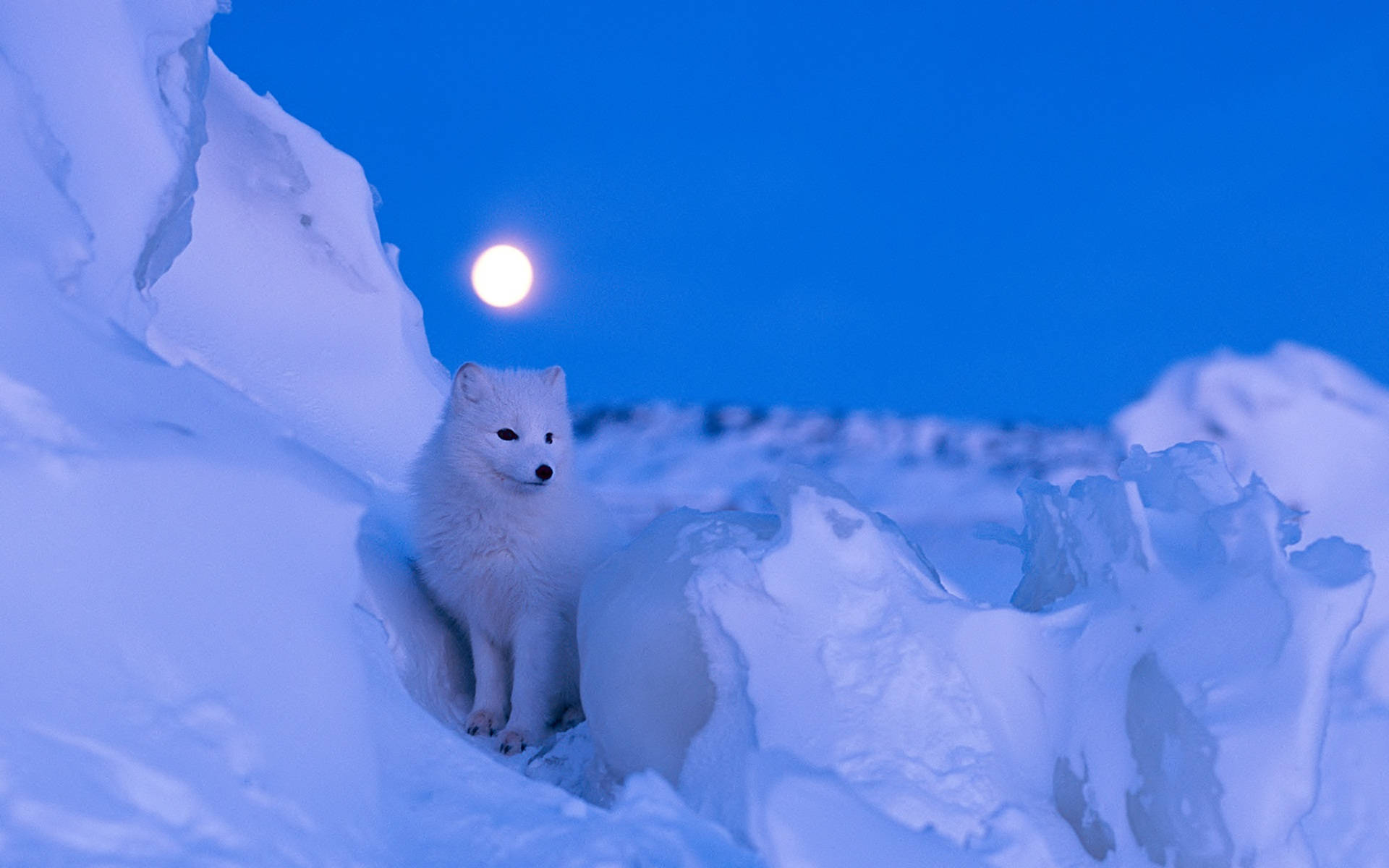 arctic fox wallpaper 4k hd free download