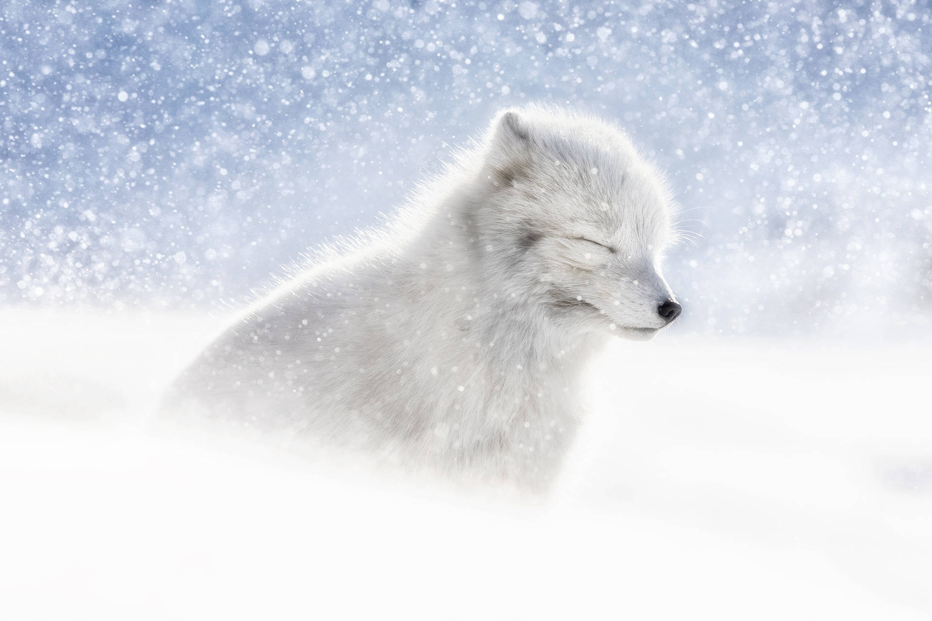 cute baby arctic fox wallpaper