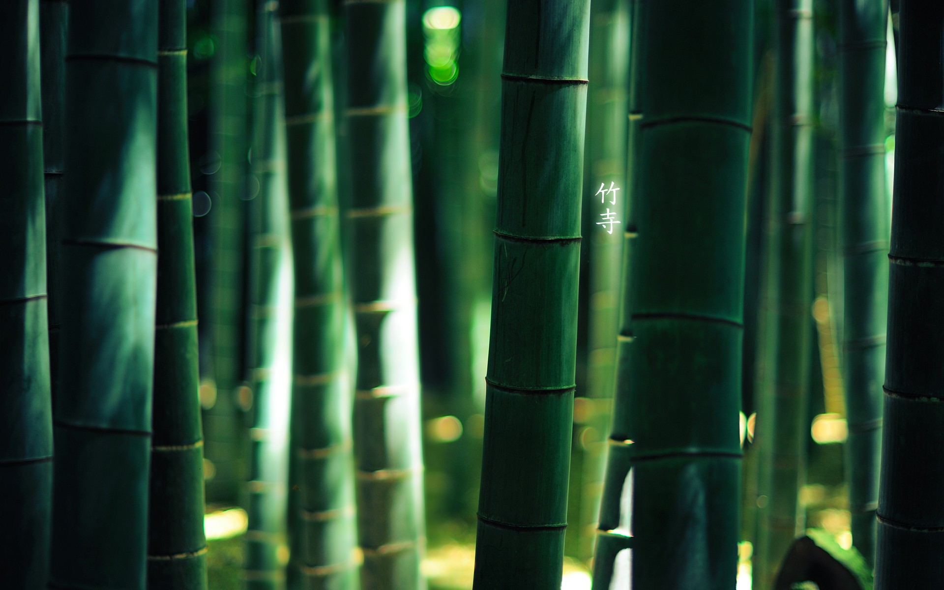 Bamboo Wallpapers • TrumpWallpapers