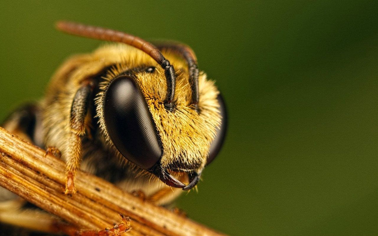 bee images