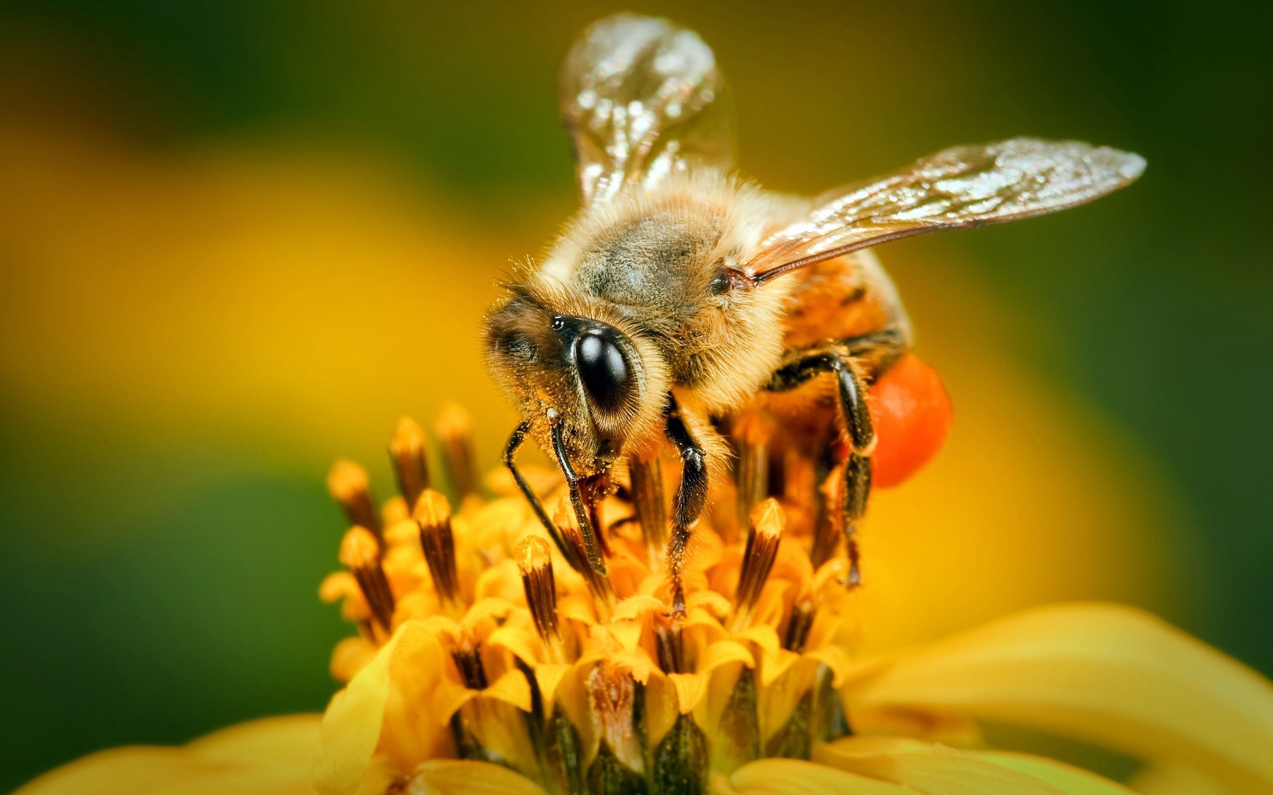 pics of bee