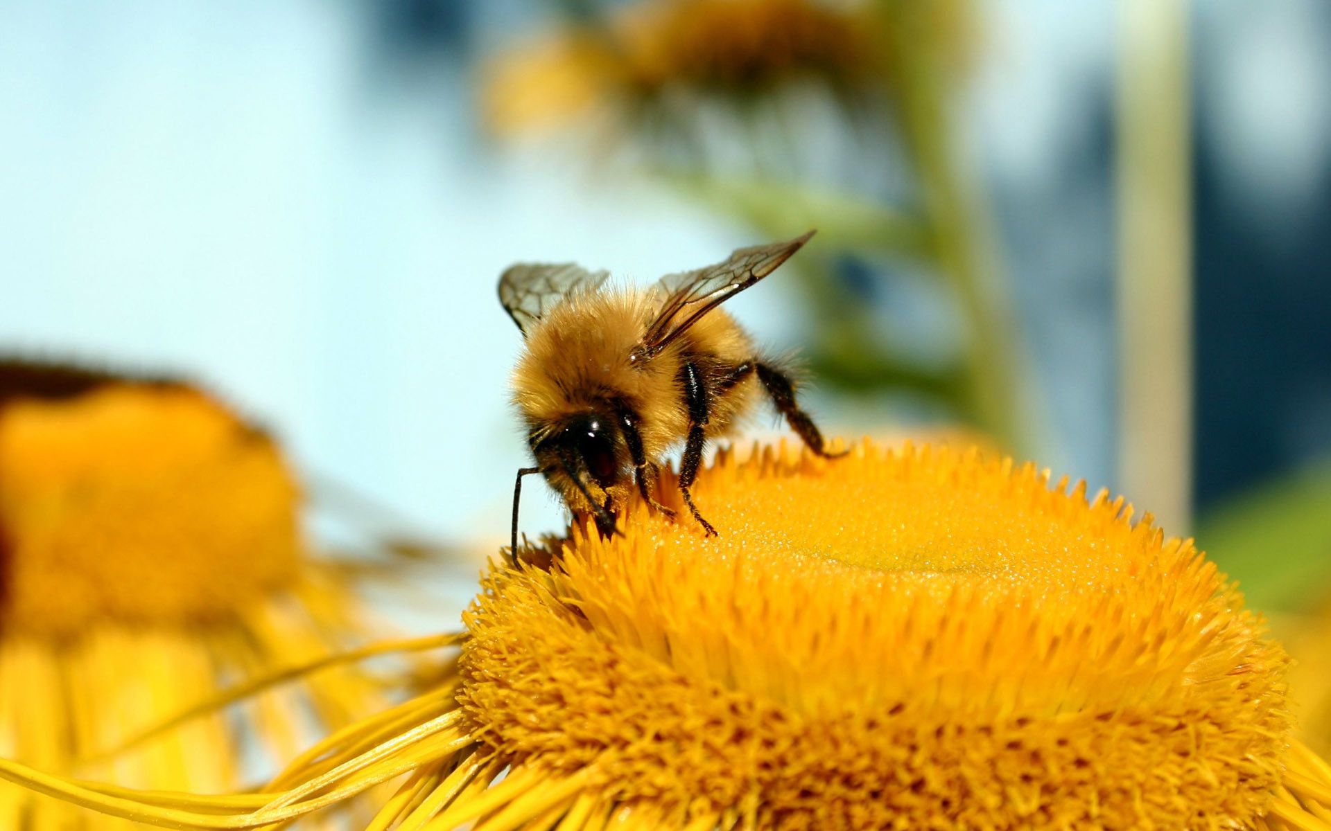 free bee images