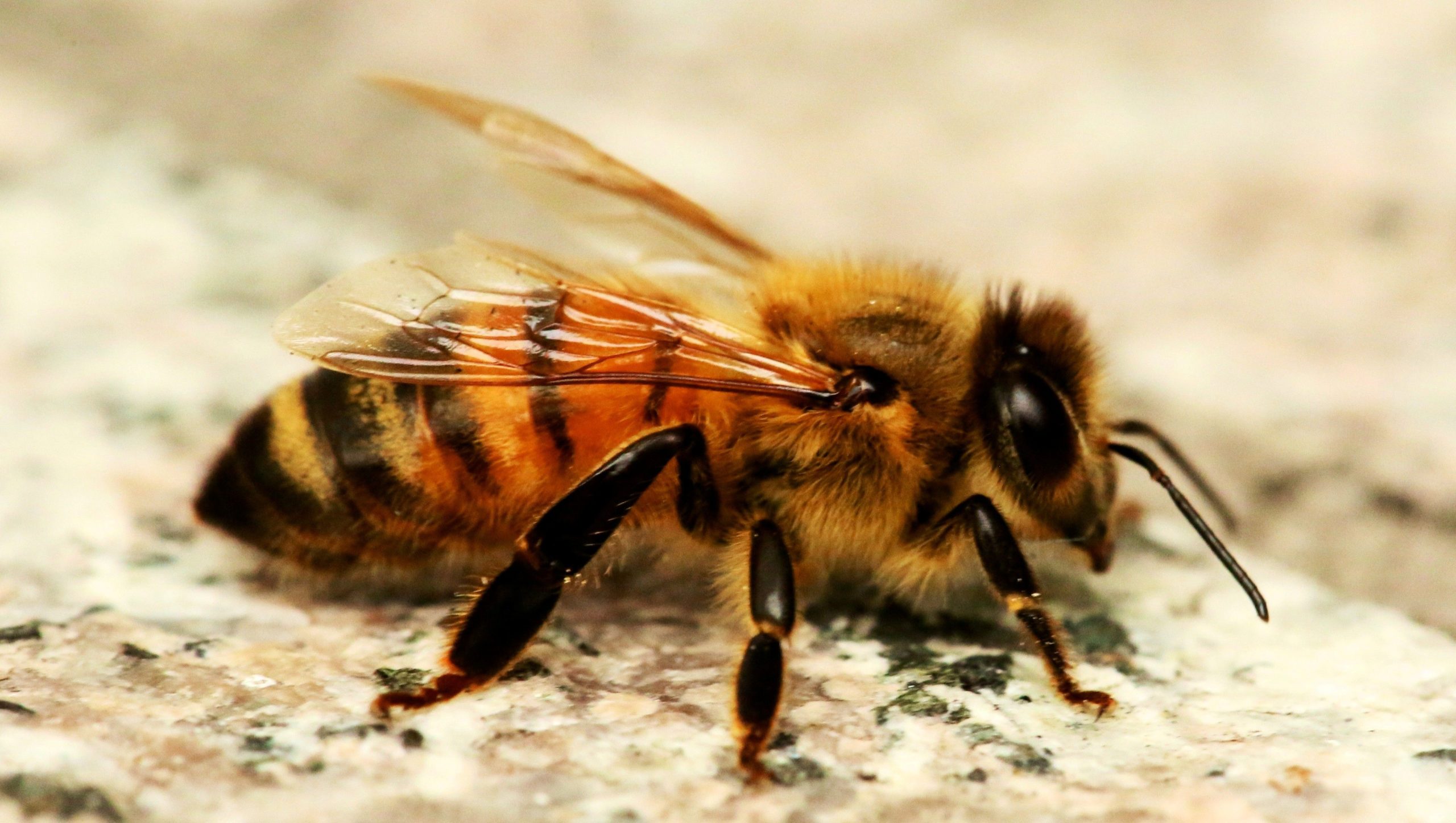 a picture of a bee