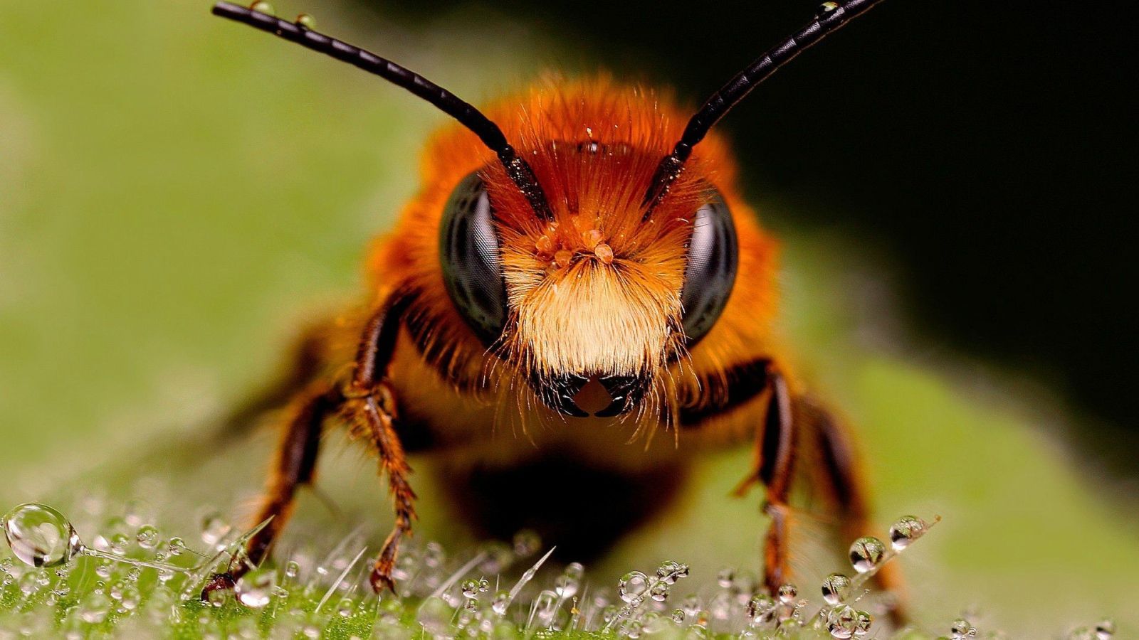images of a bee