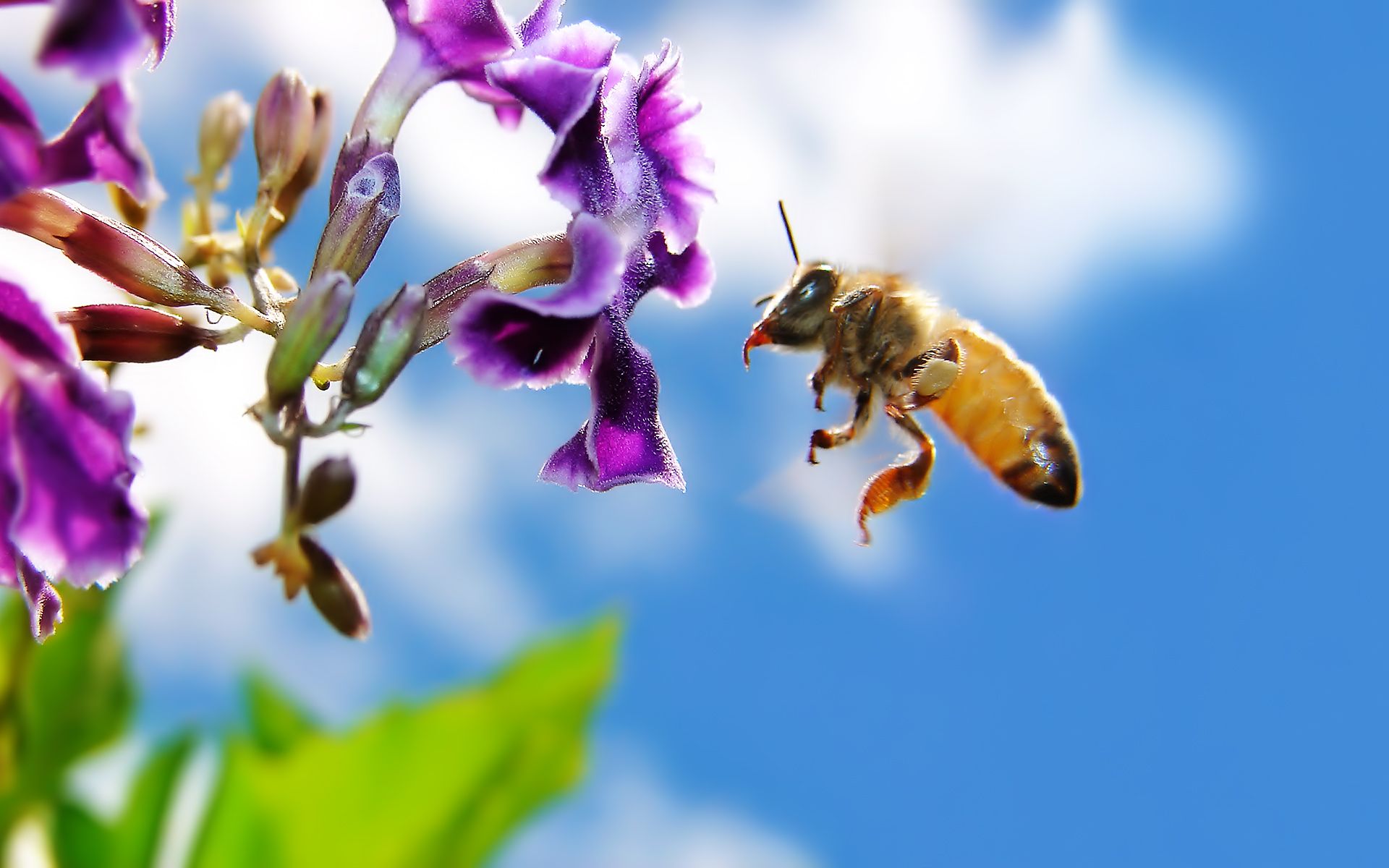 honey bee images hd free