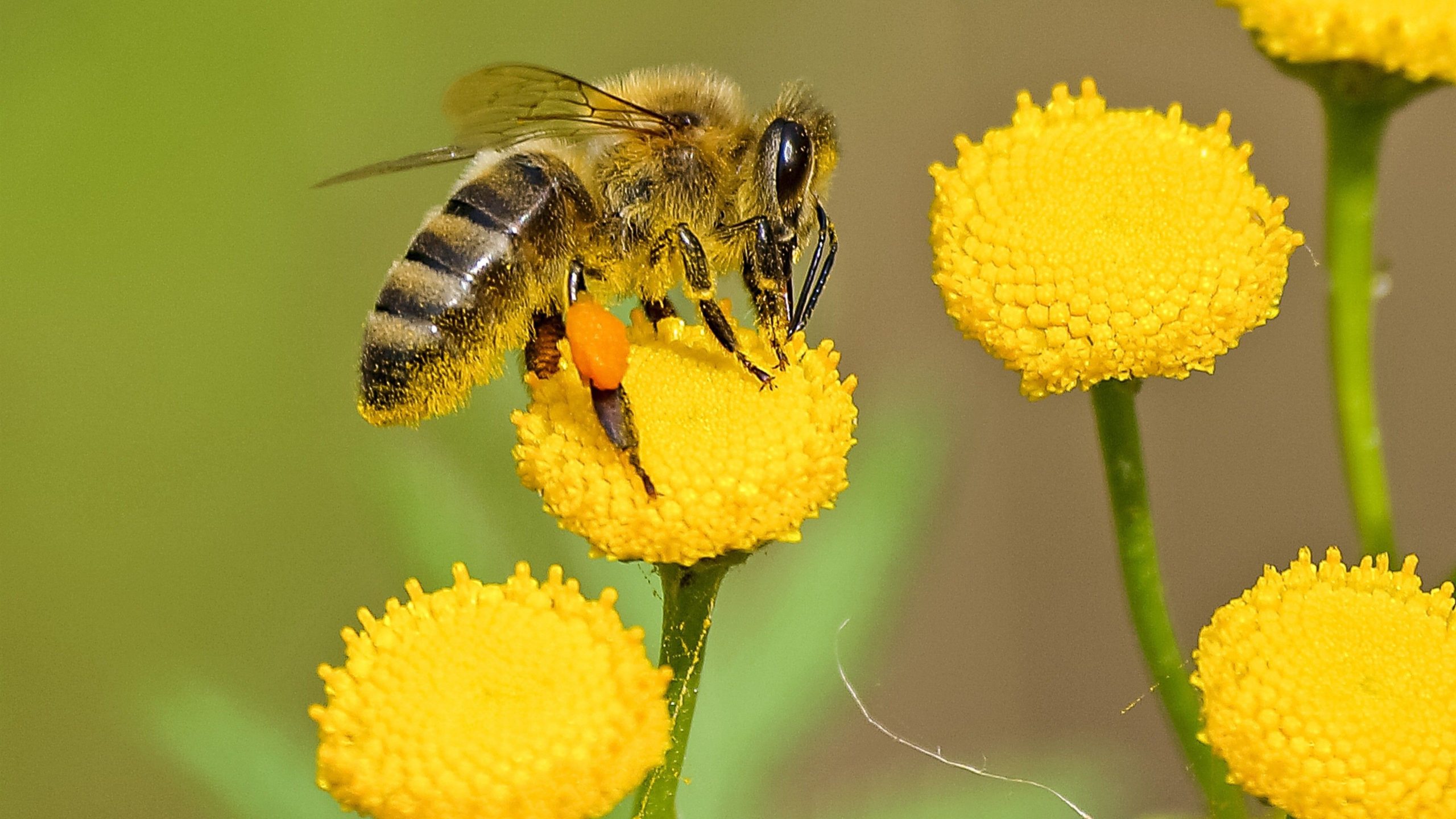 free honey bee images