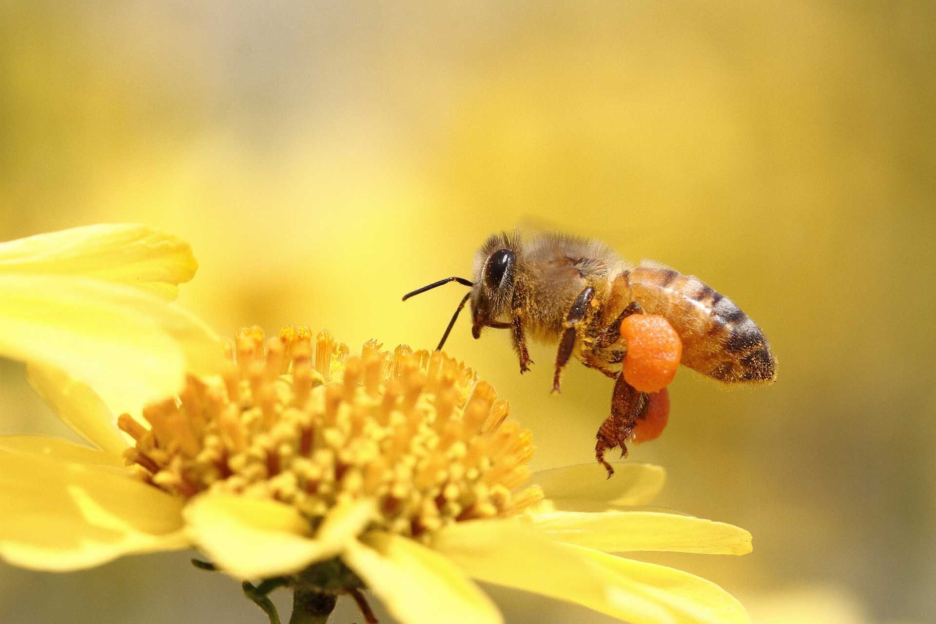 honey bee photo