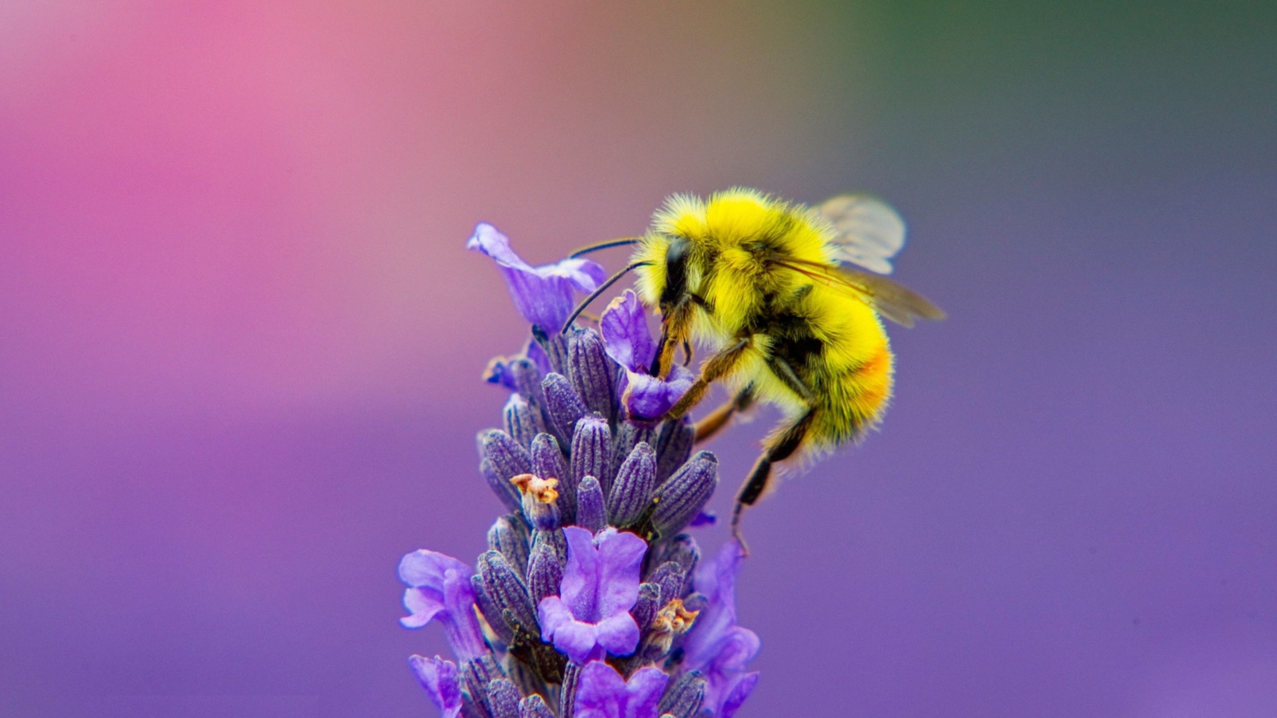 photos of honey bee