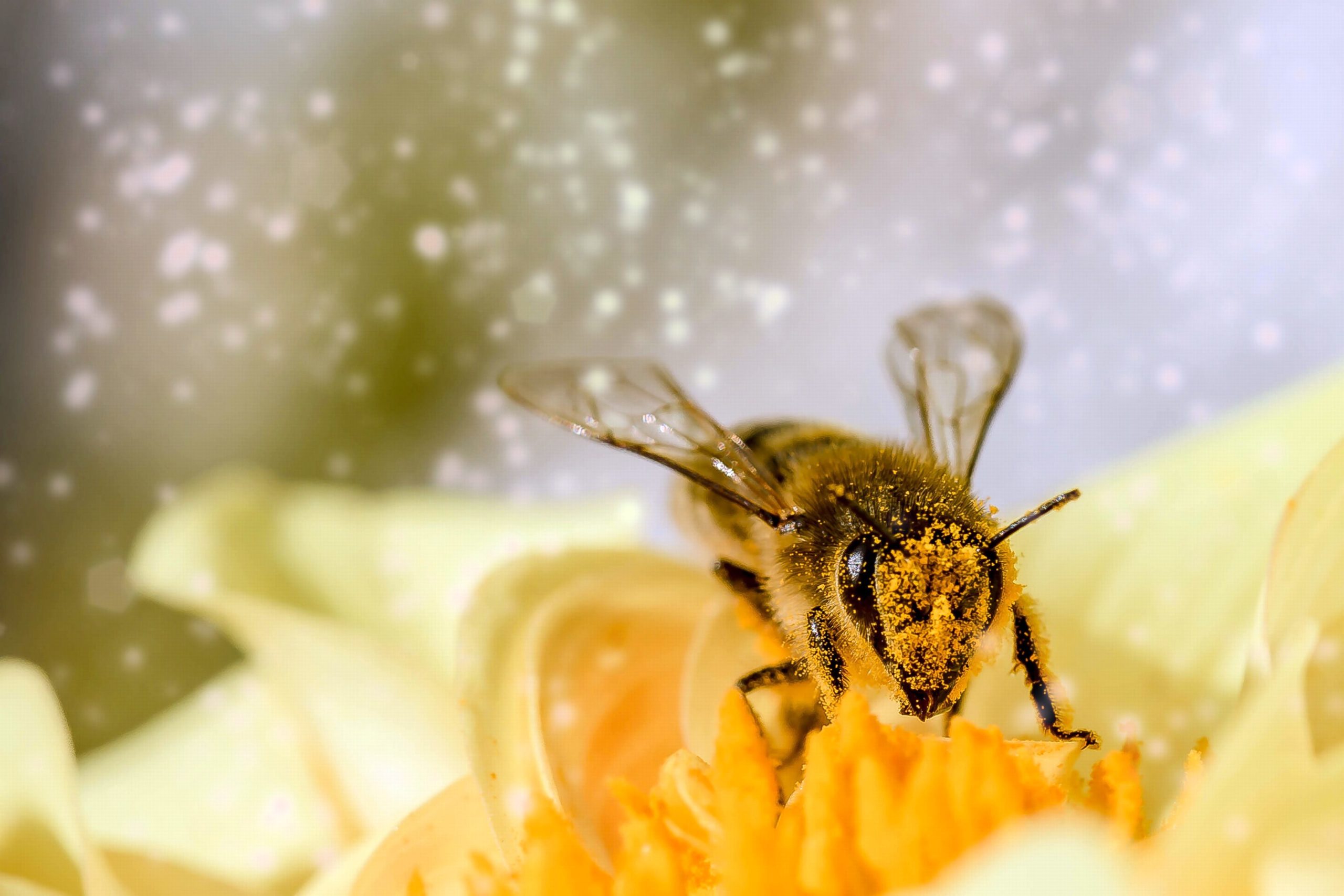 pics of honey bee