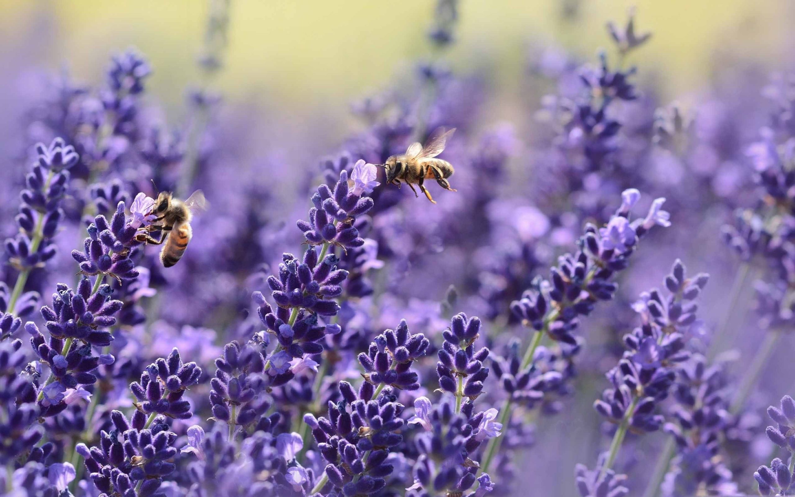 honey bee images free