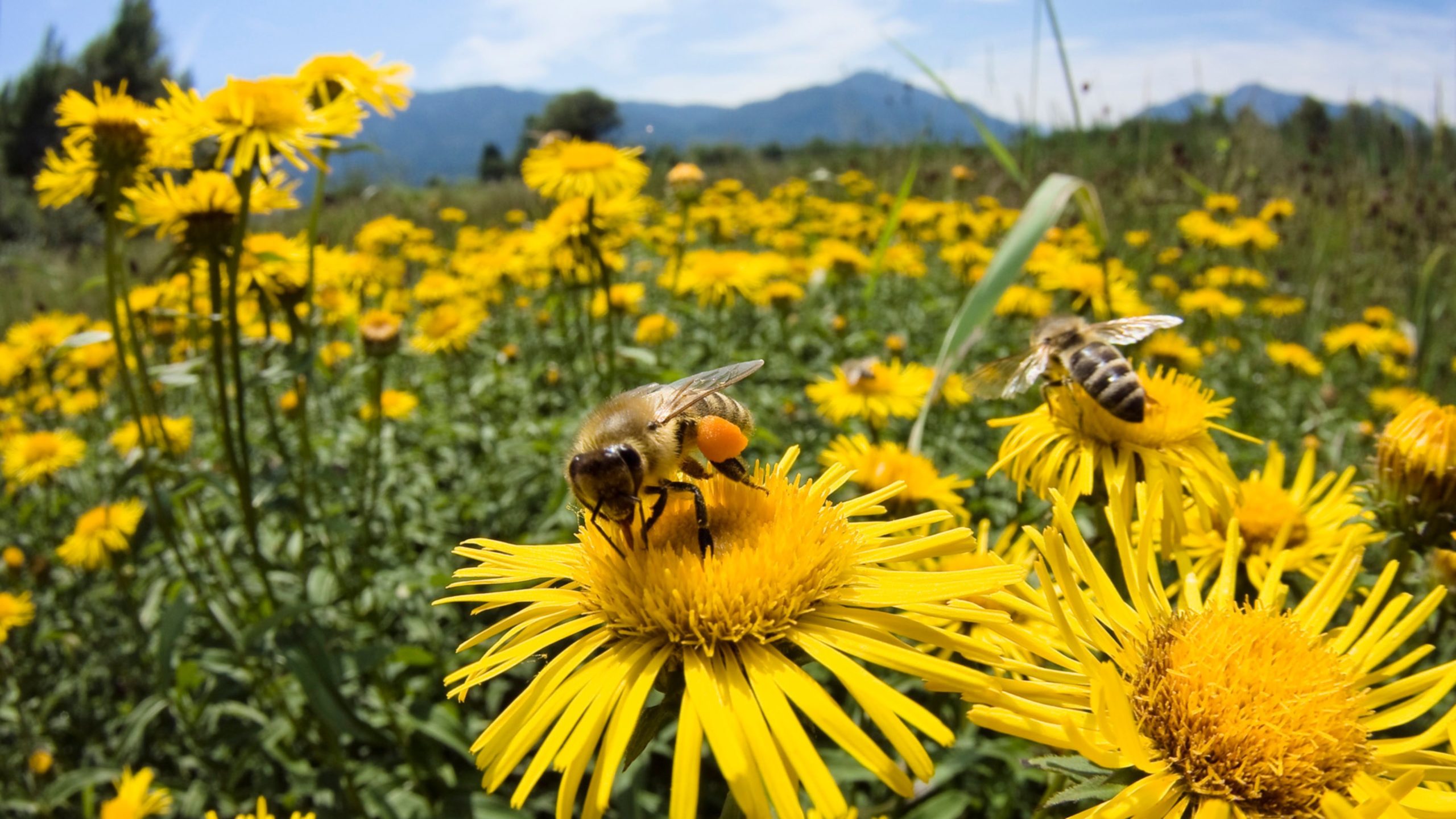 pics of honey bees