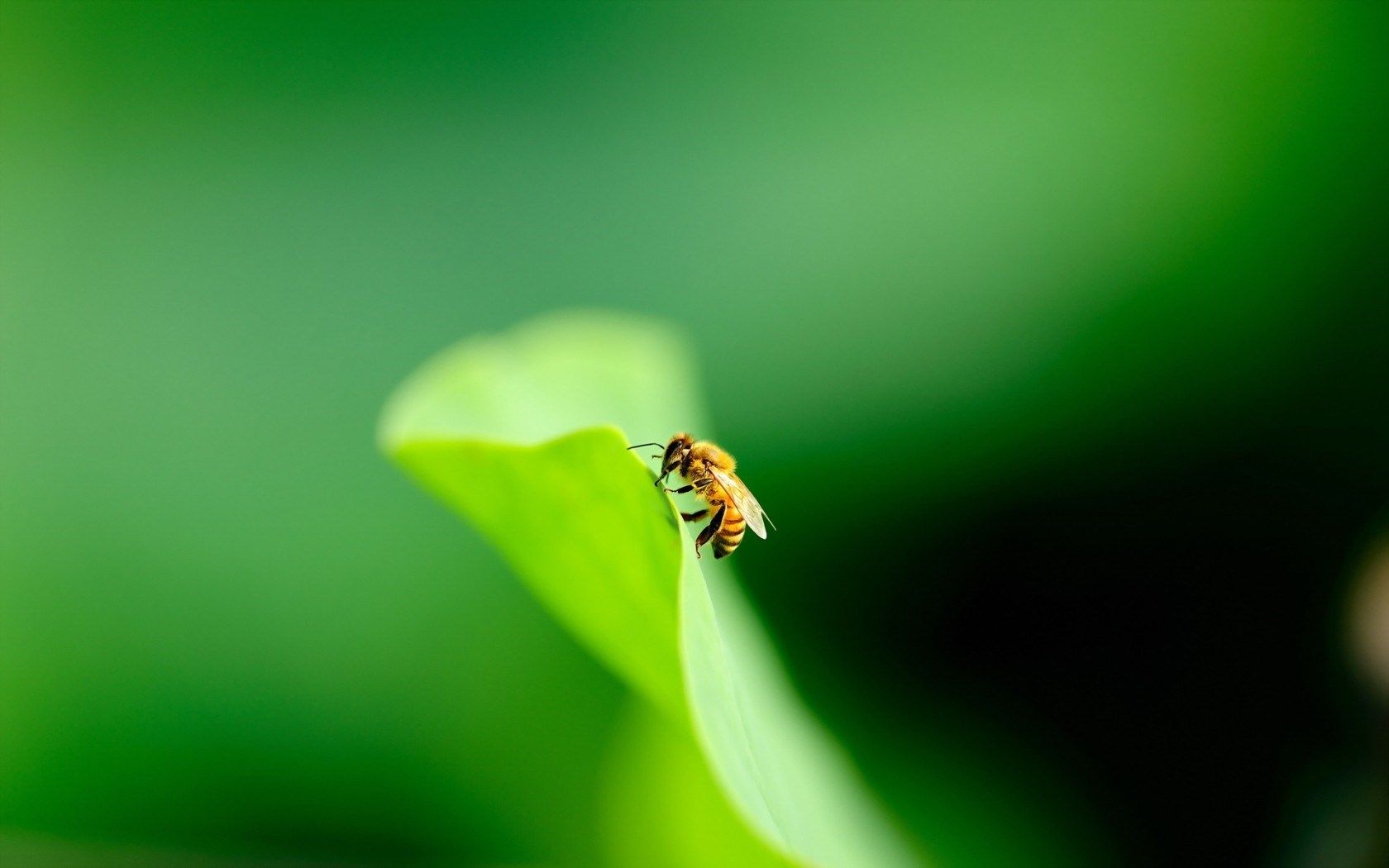 amazing bee photos