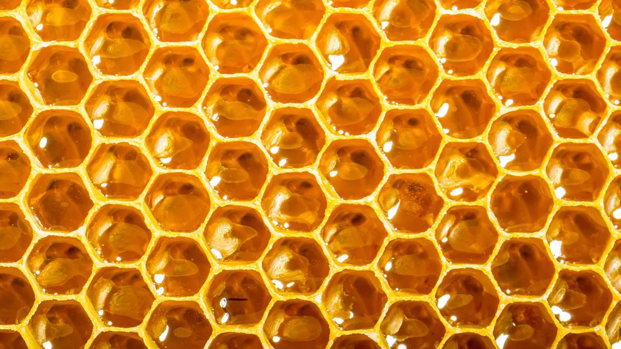 images of honeybees