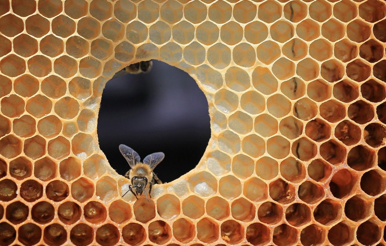 honey bee wallpaper