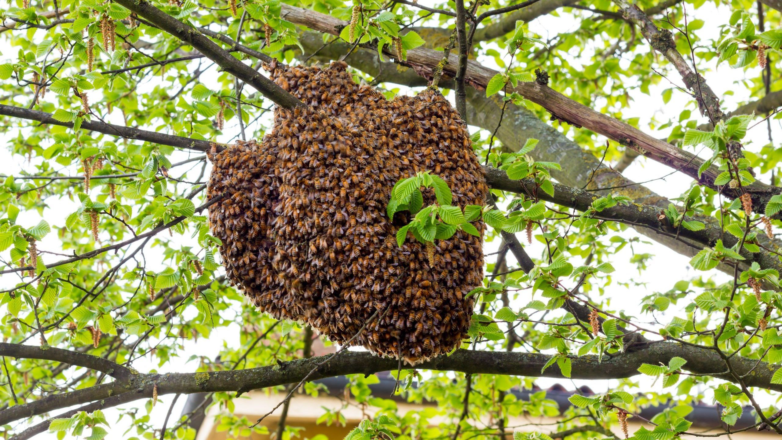 pictures of honeybees