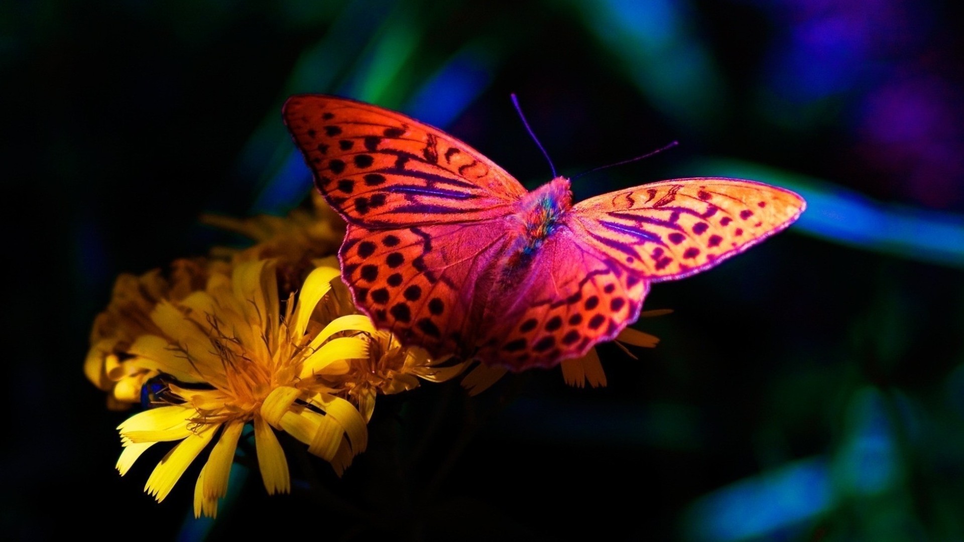 hd wallpapers of butterfly