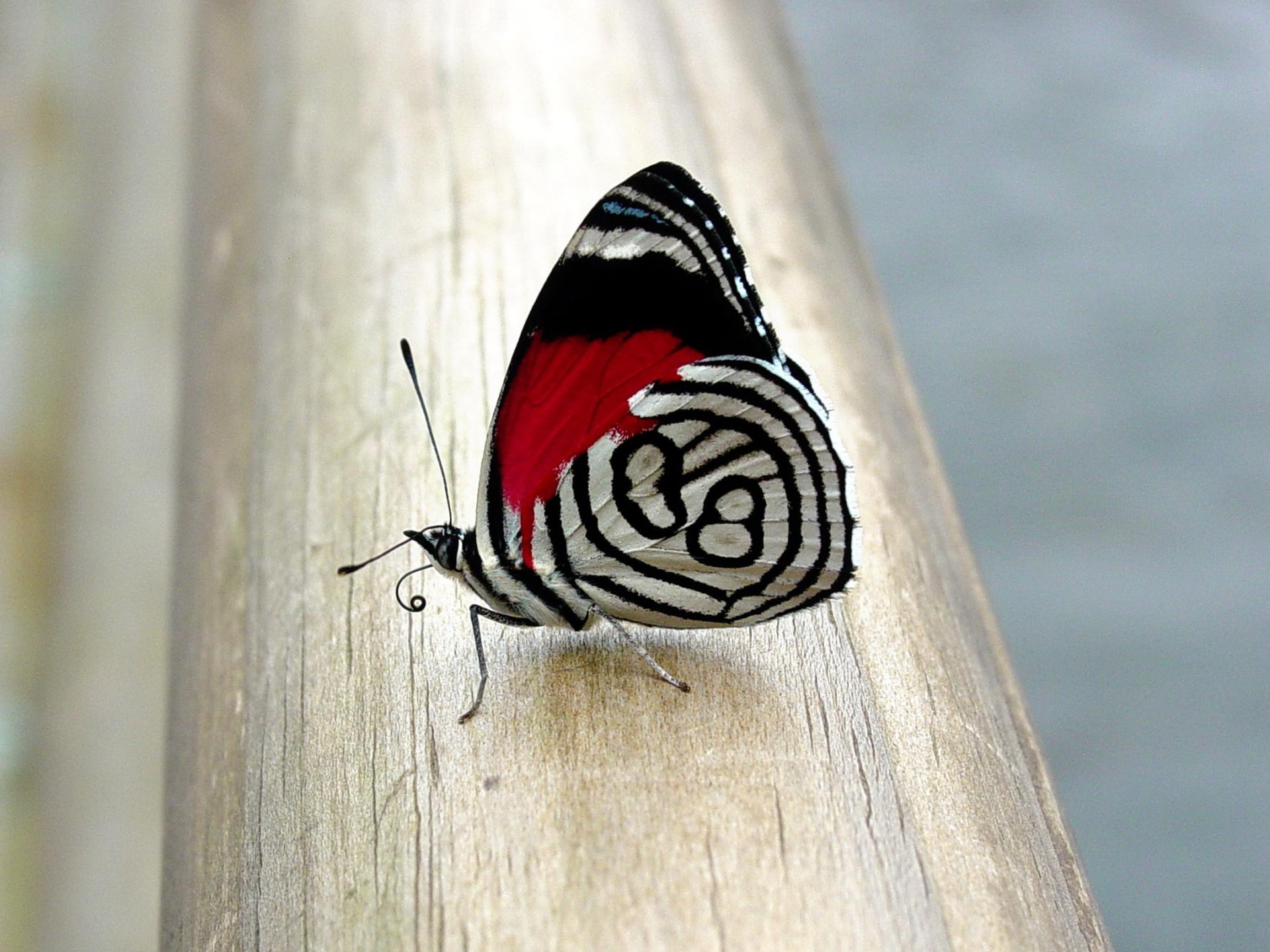 hd butterfly images