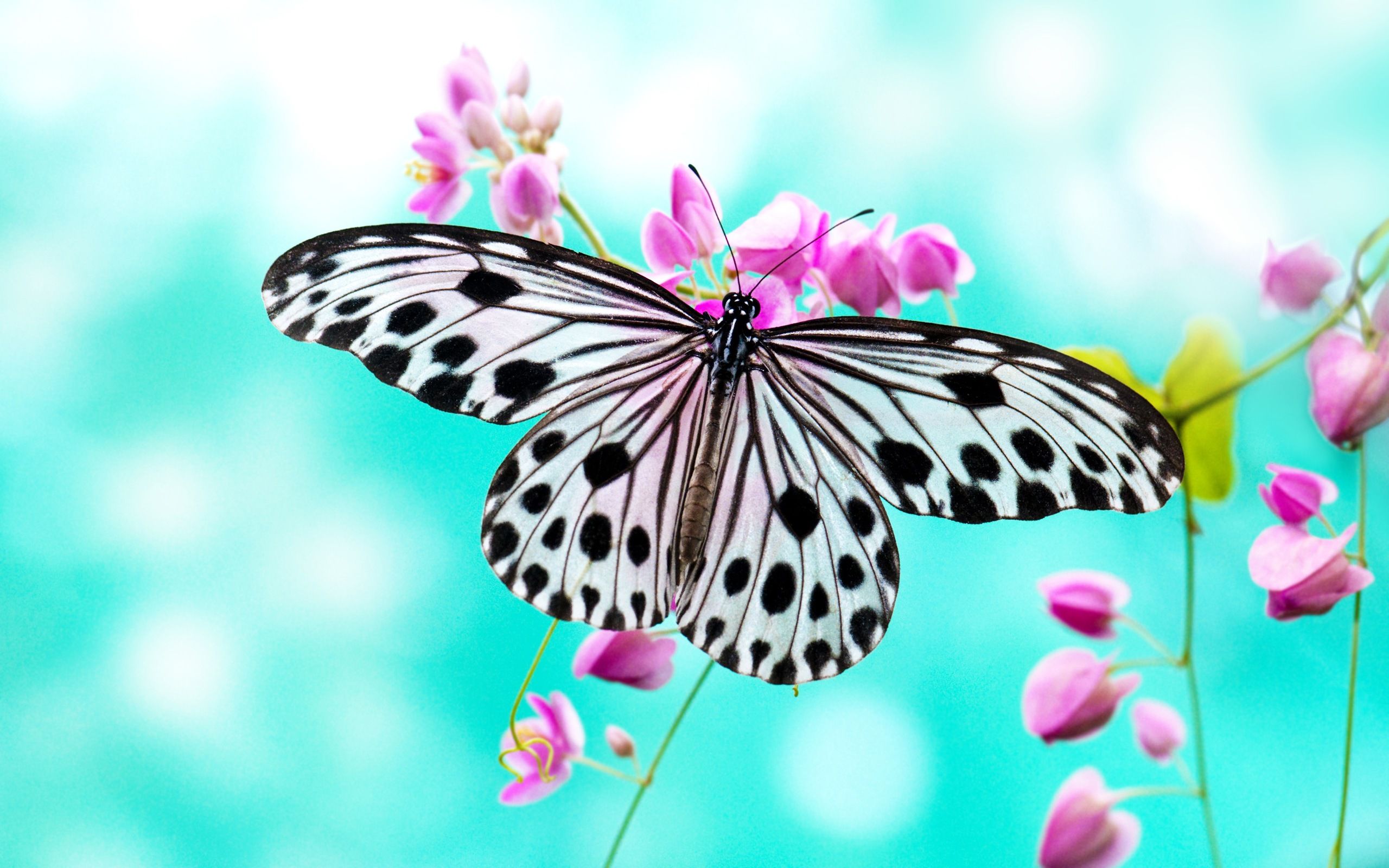 hd images of butterfly
