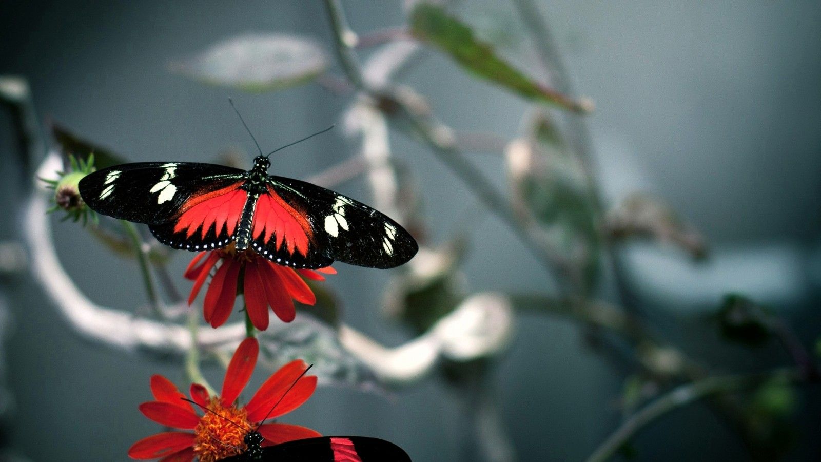 butterfly pictures wallpapers 4k