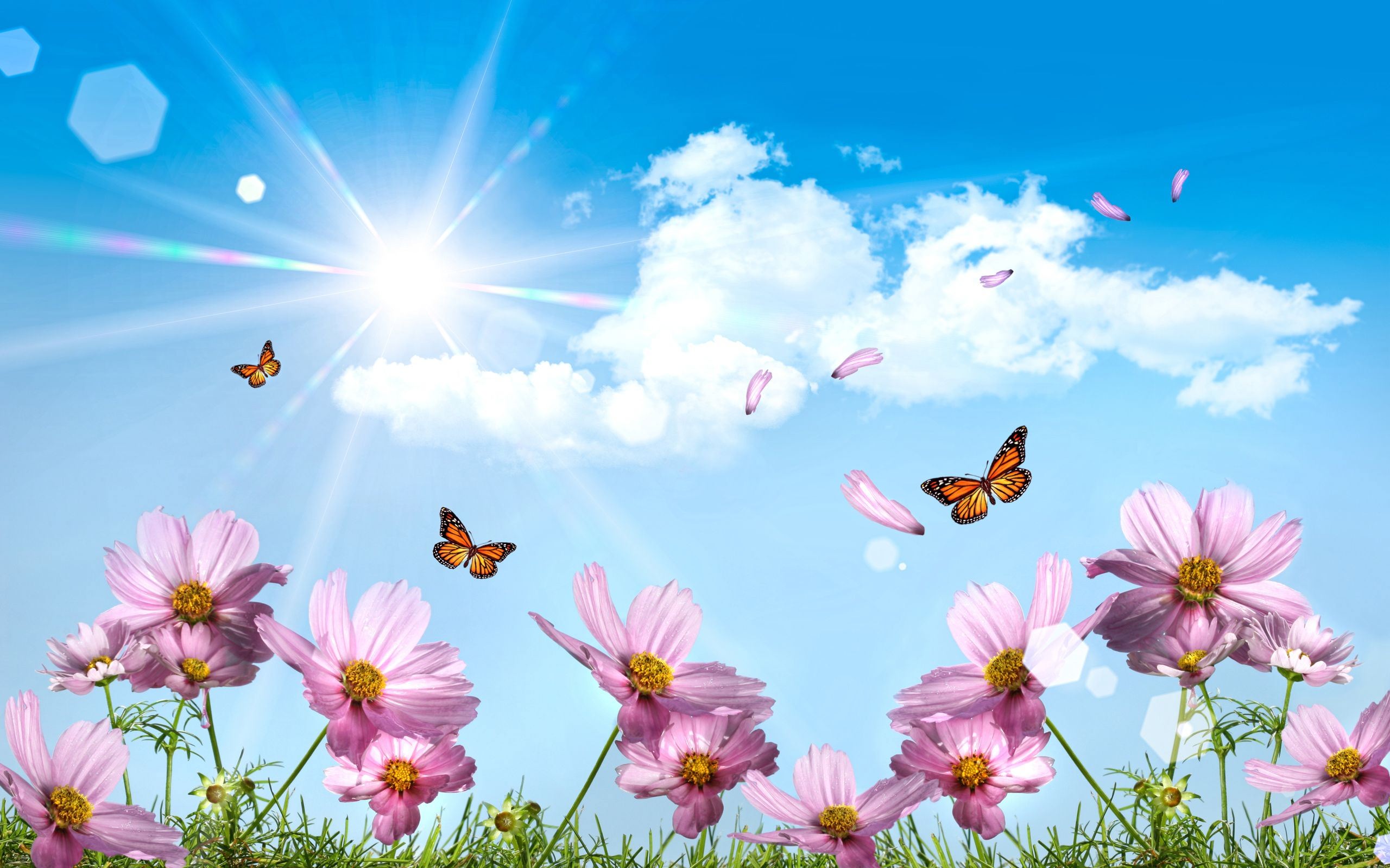 butterfly download free wallpapers