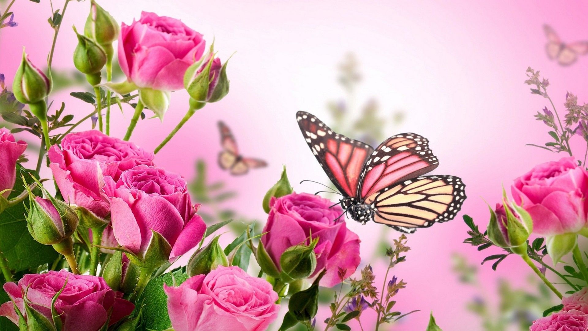 download 4k butterfly wallpapers