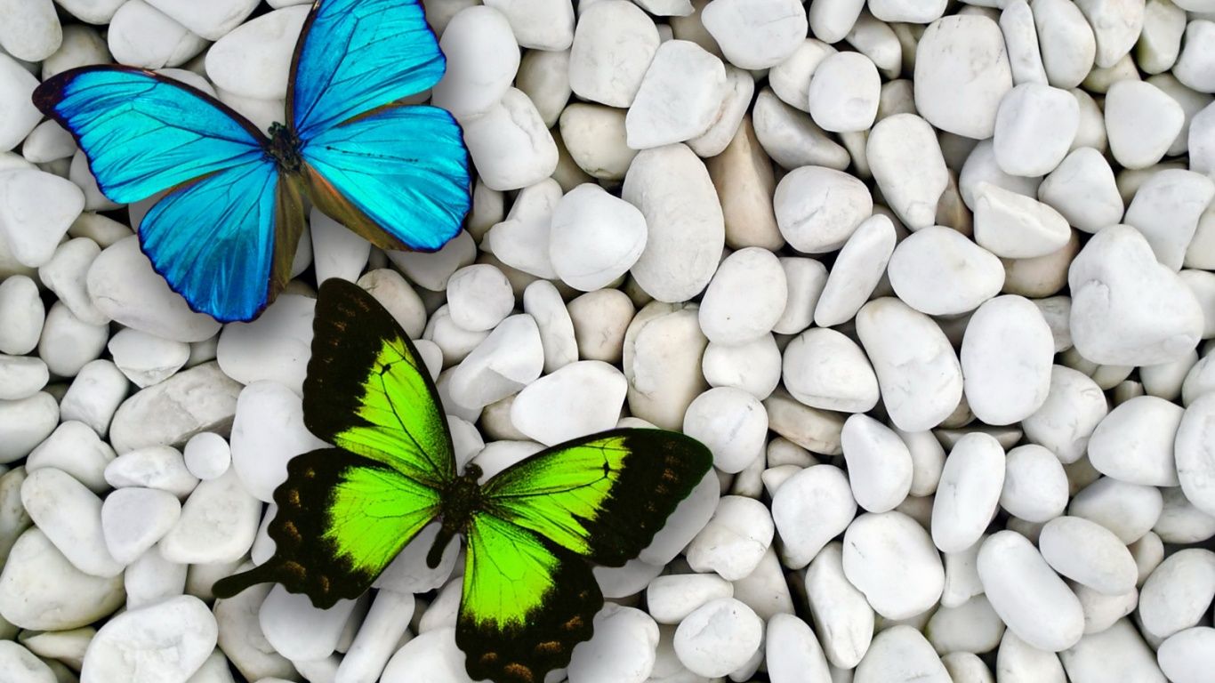 beautiful butterfly wallpapers hd