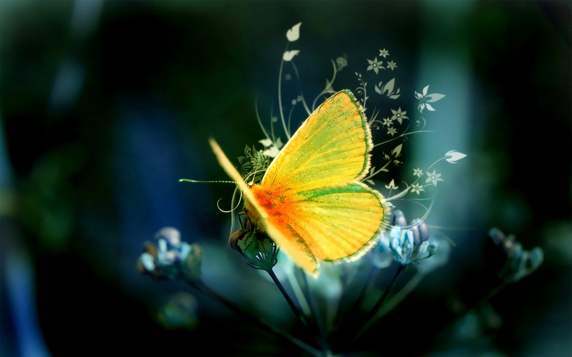 butterfly hd wallpapers free download
