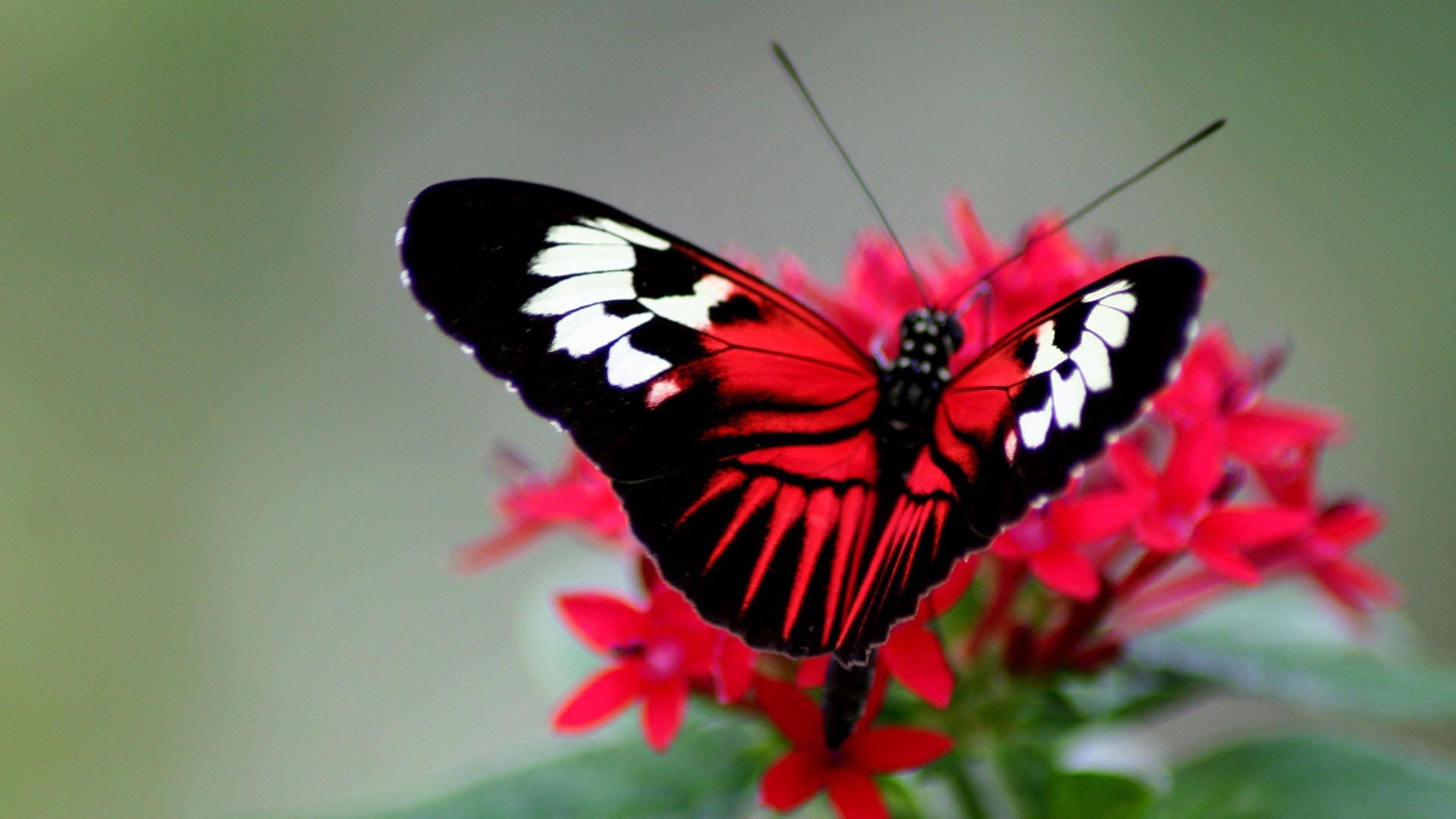 flowers with butterfly wallpapers