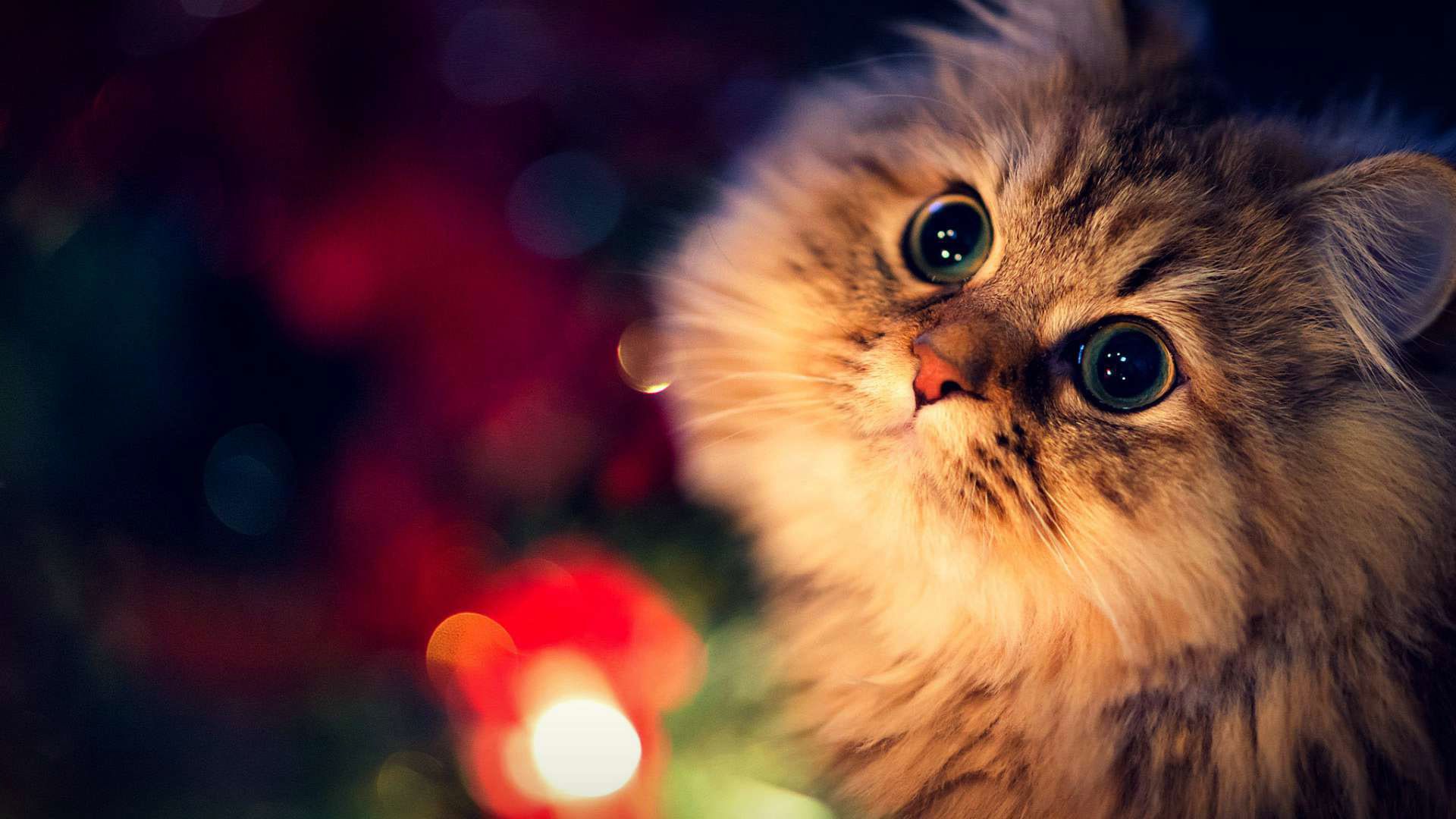 cat backgrounds