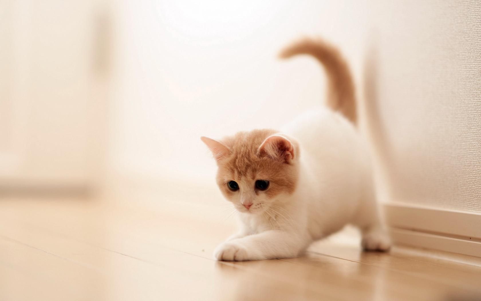 adorable cat wallpapers