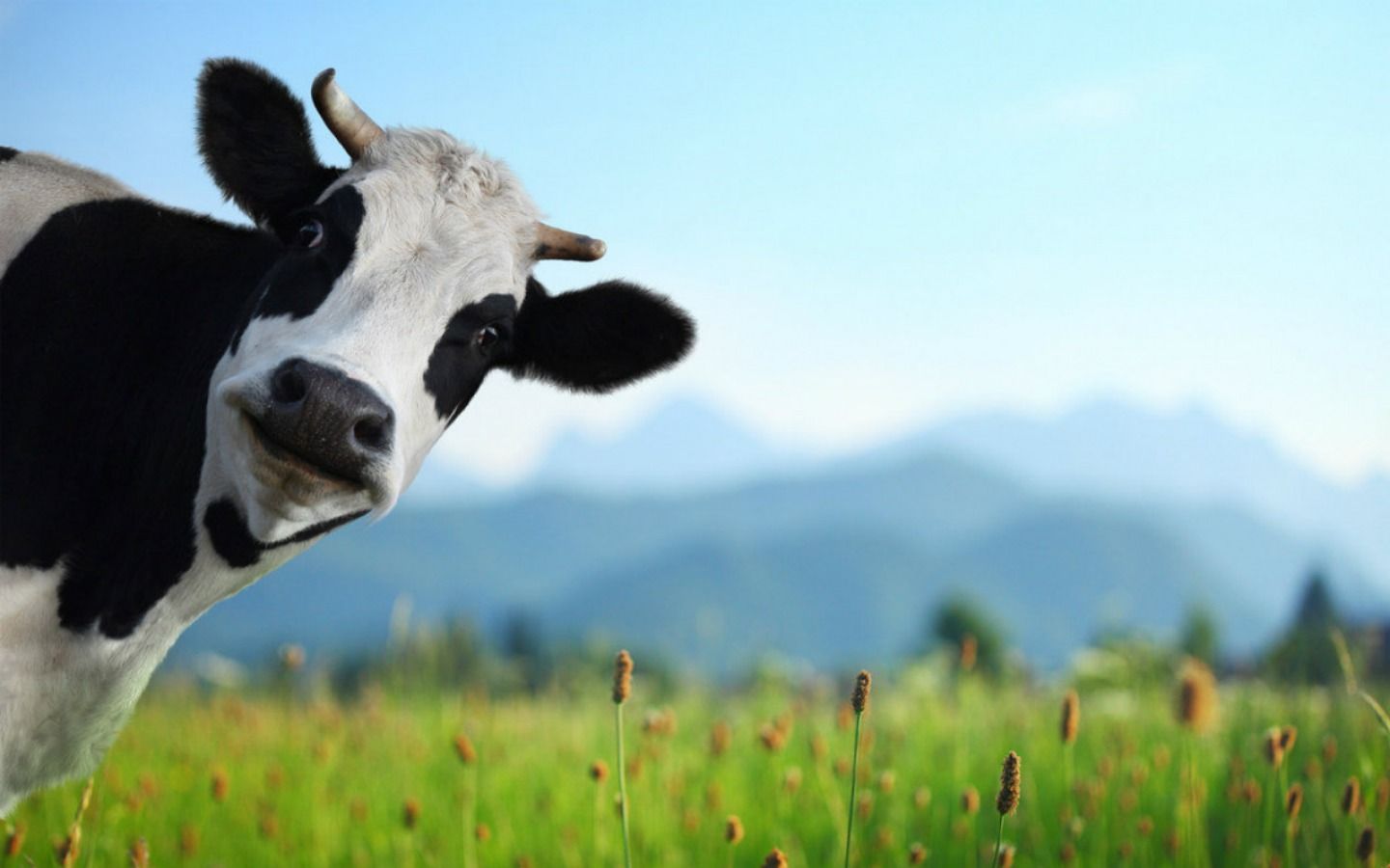 cow pictures