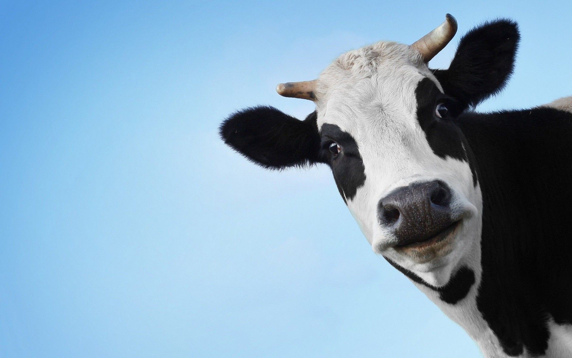 cows screensavers
