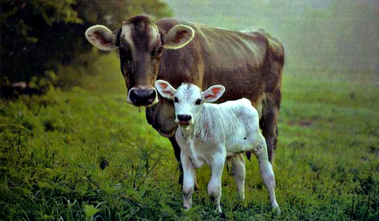 cows wallpaper