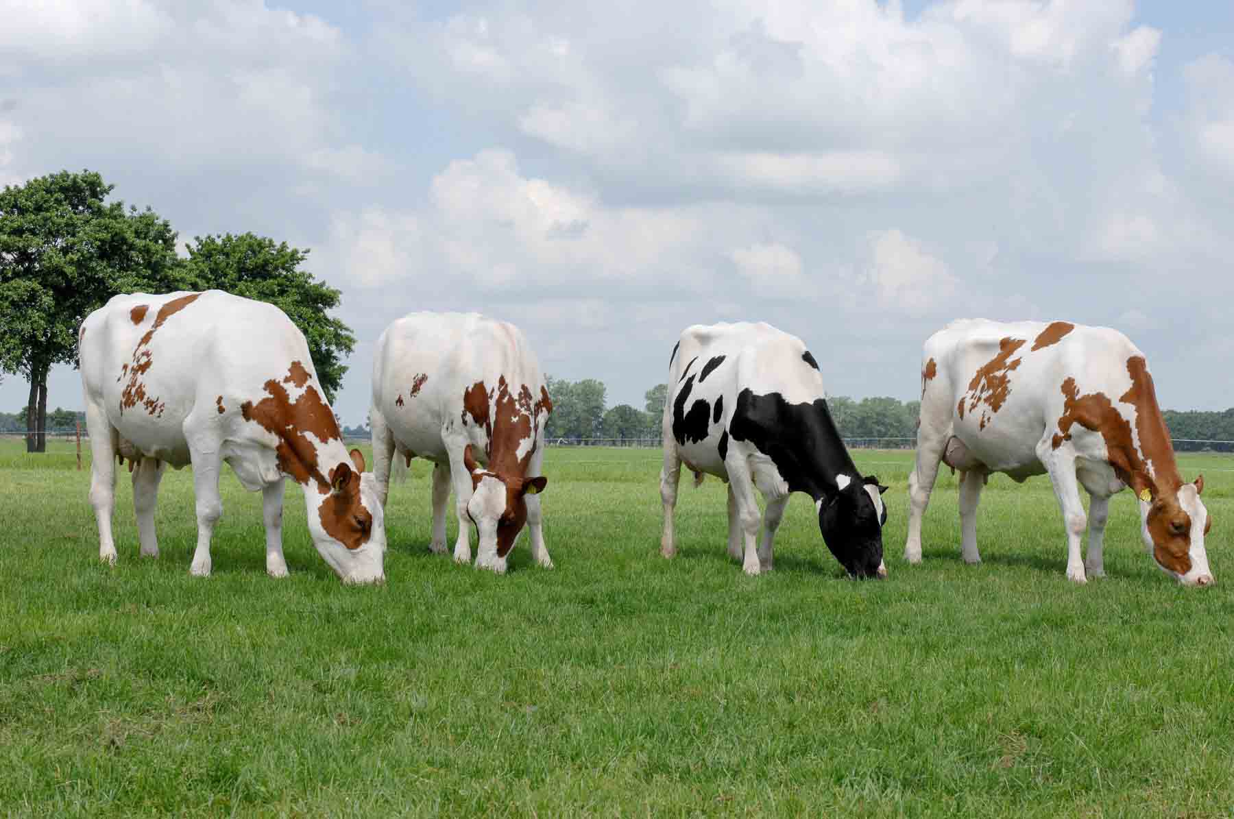cow stock image