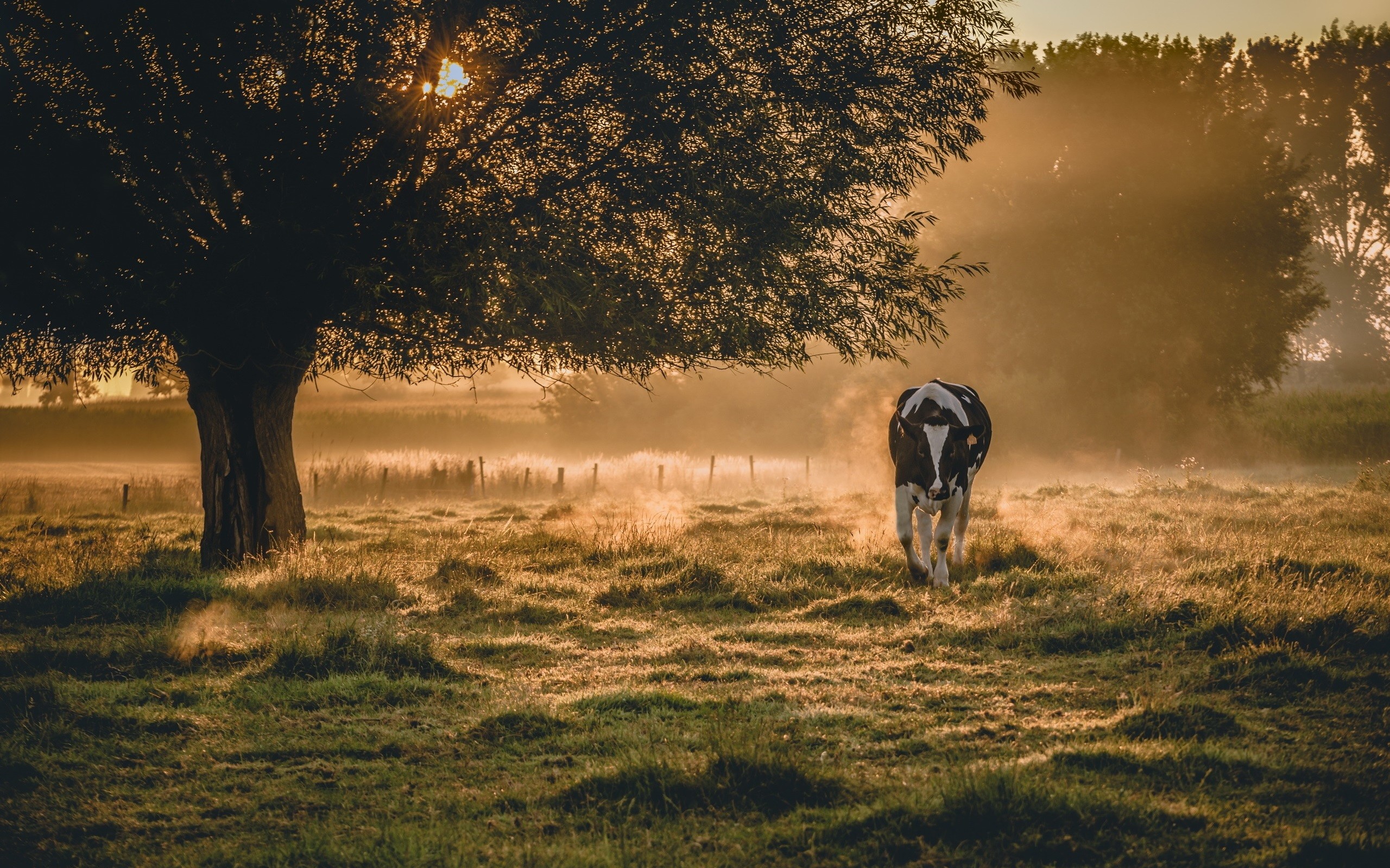 cow pictures free download